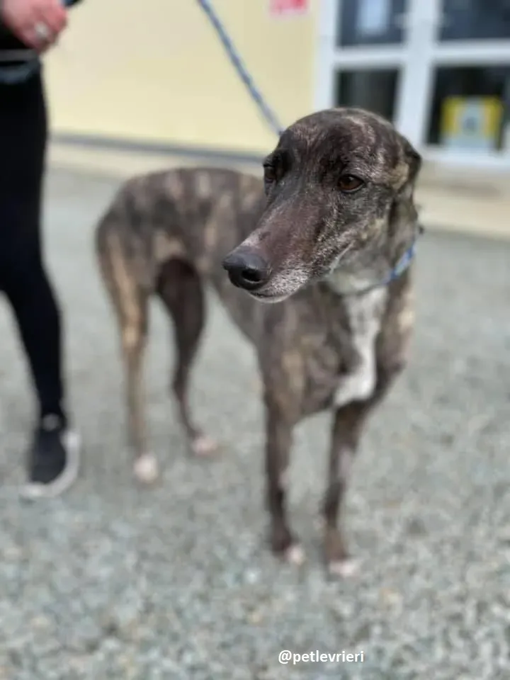 lily adozione greyhound 1 1