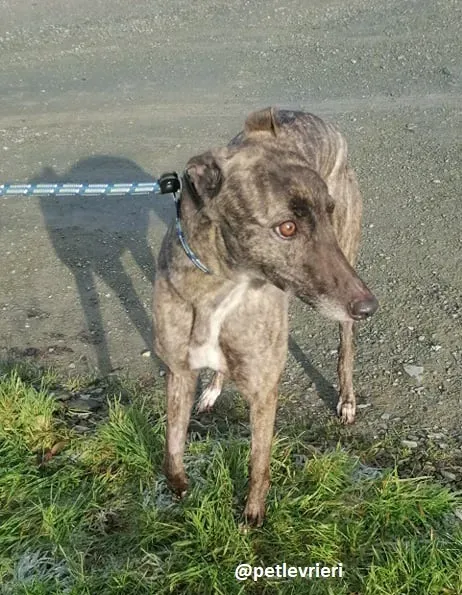 lily adozione greyhound 1