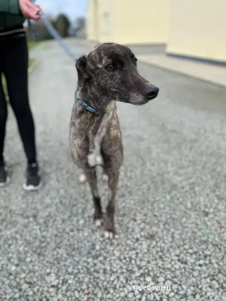 lily adozione greyhound 2 1