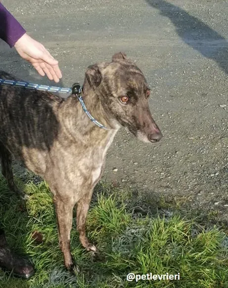 lily adozione greyhound 2