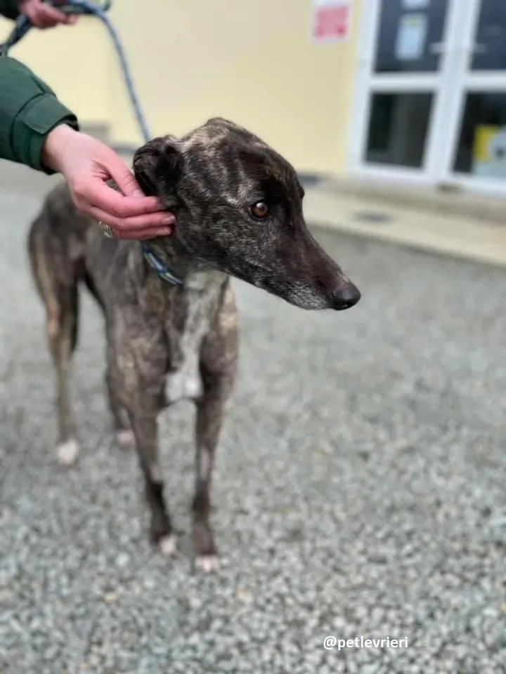 lily adozione greyhound 3 1