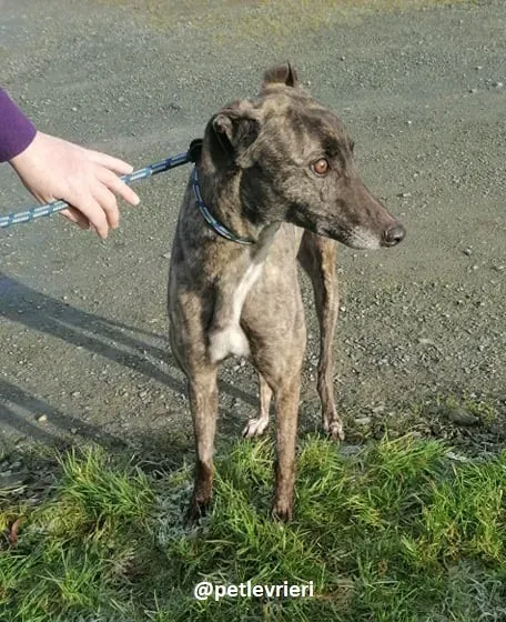 lily adozione greyhound 3