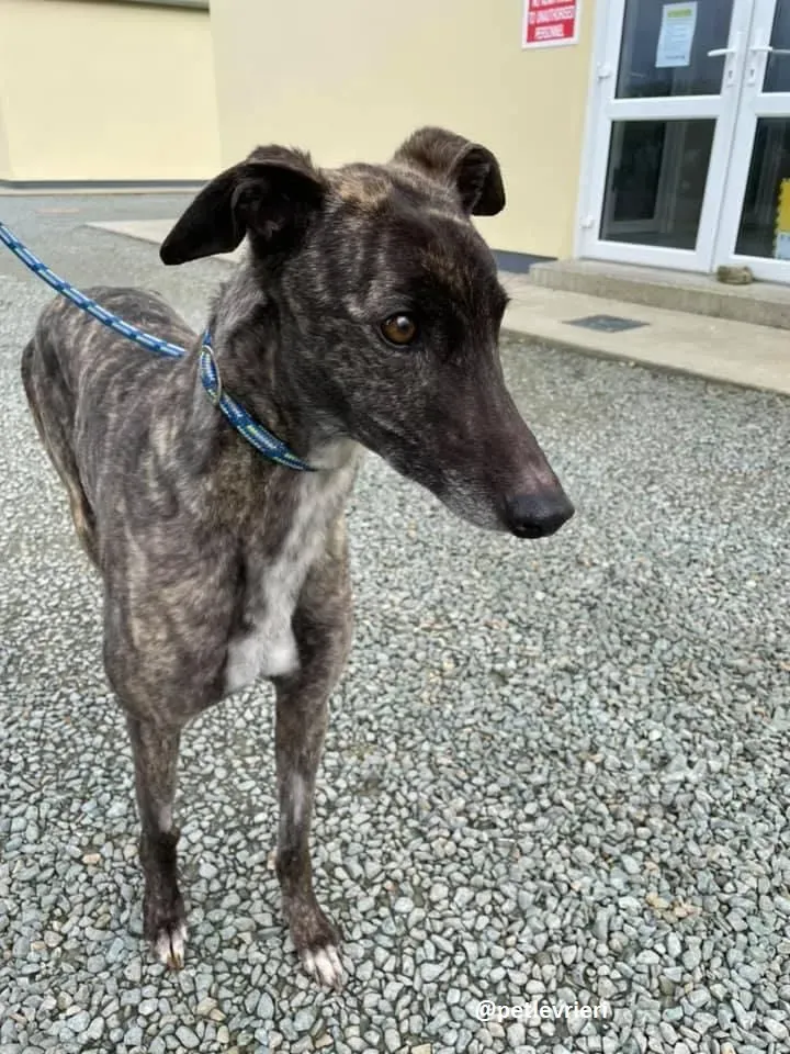 lily adozione greyhound 5