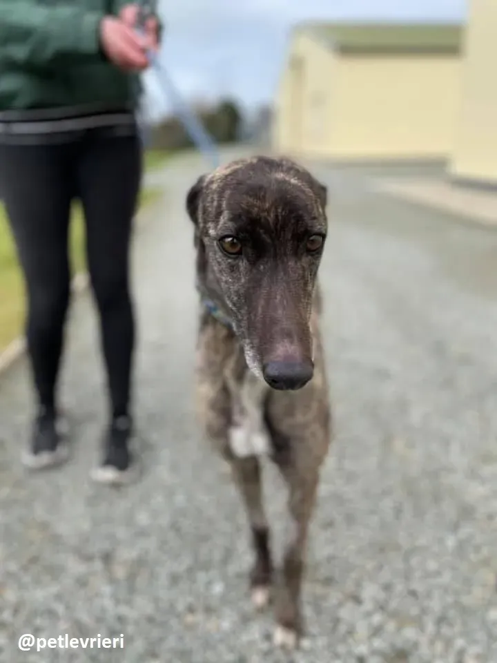 lily adozione greyhound