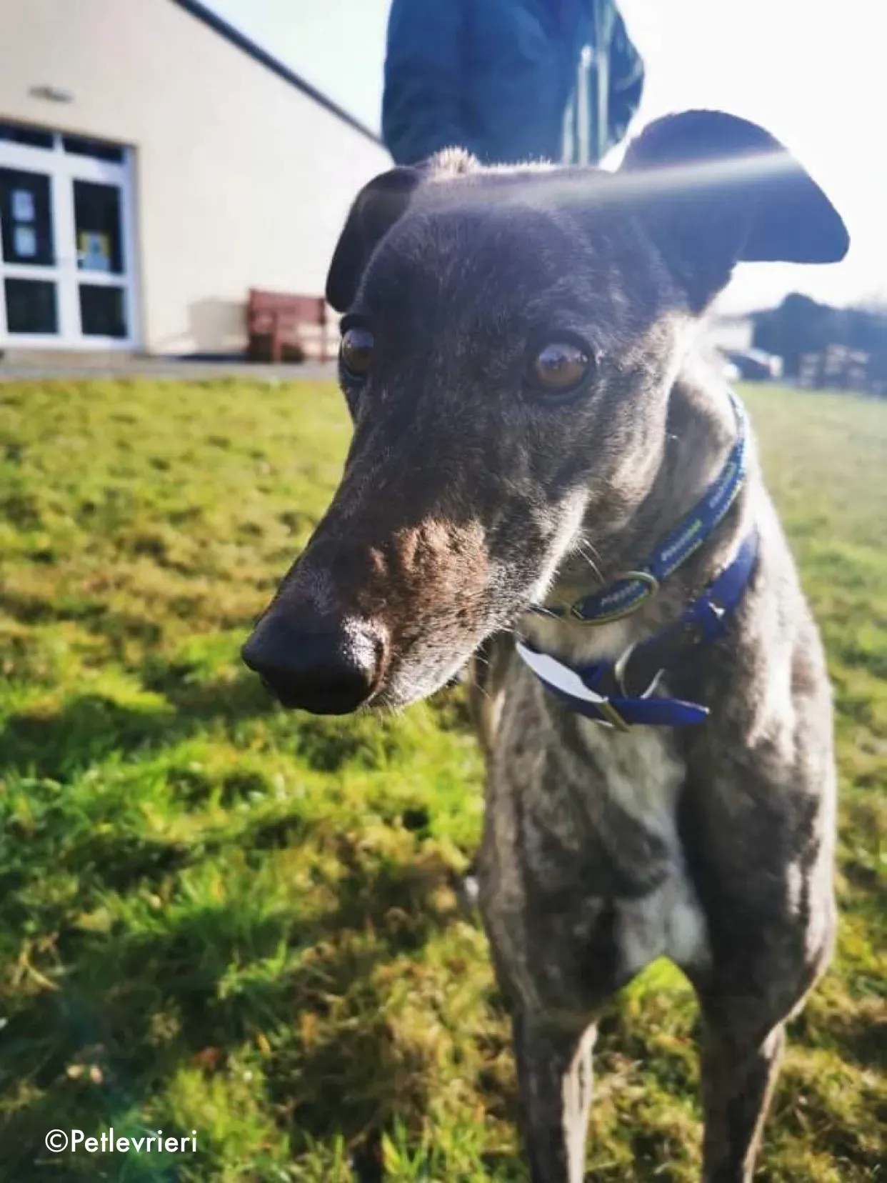 lily adozione levrieri greyhound 1