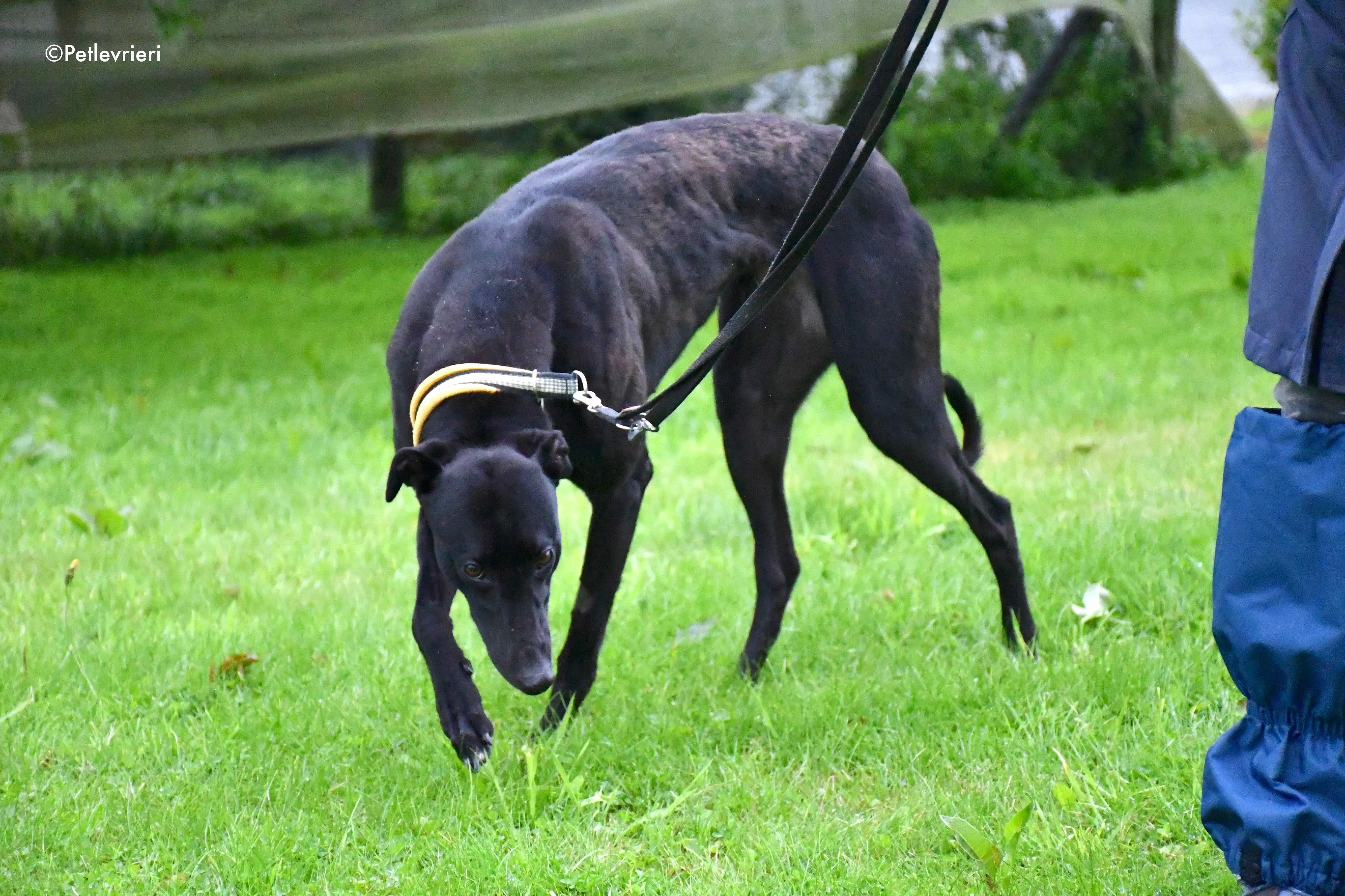 lily adozione levrieri greyhound 3