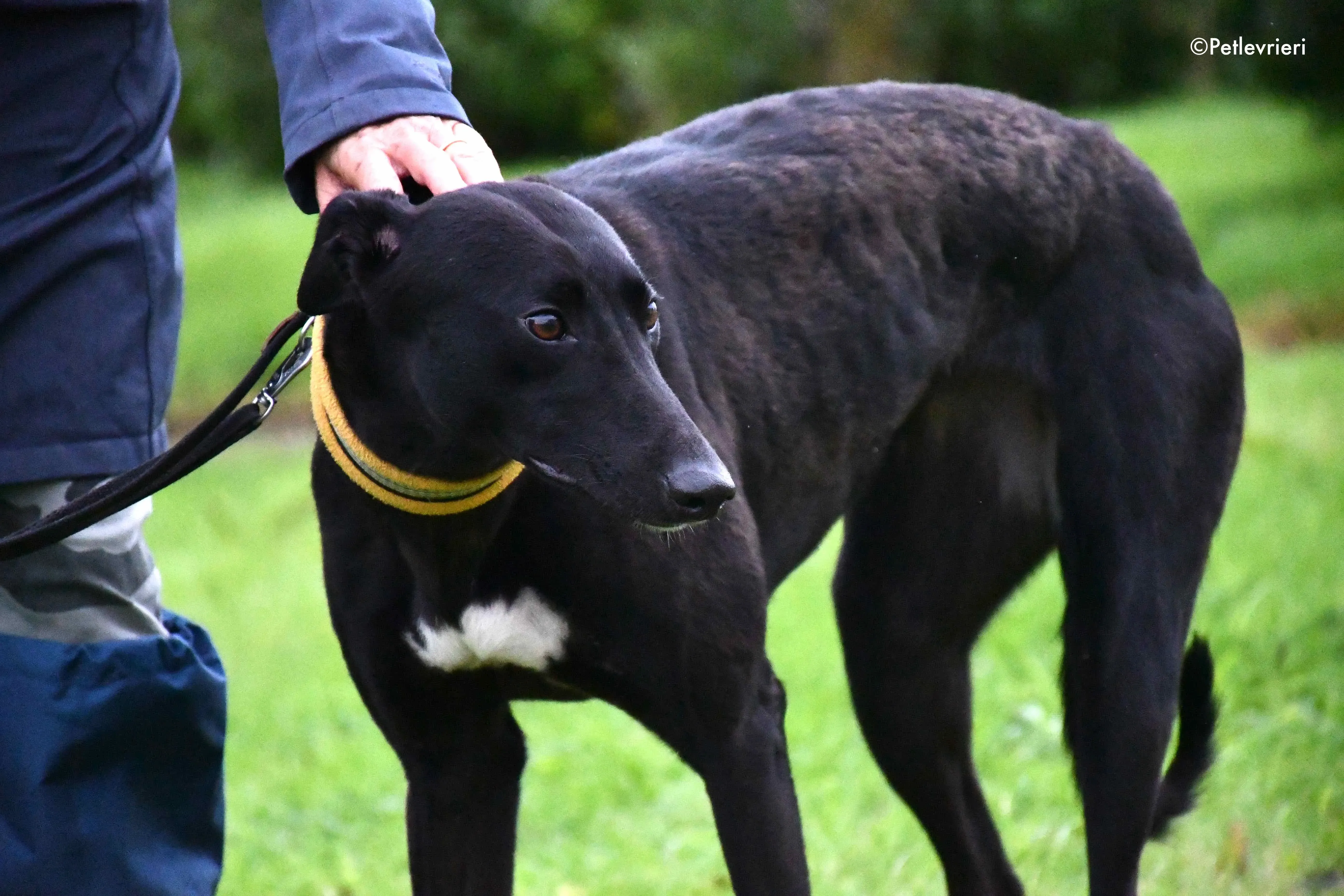 lily adozione levrieri greyhound 4