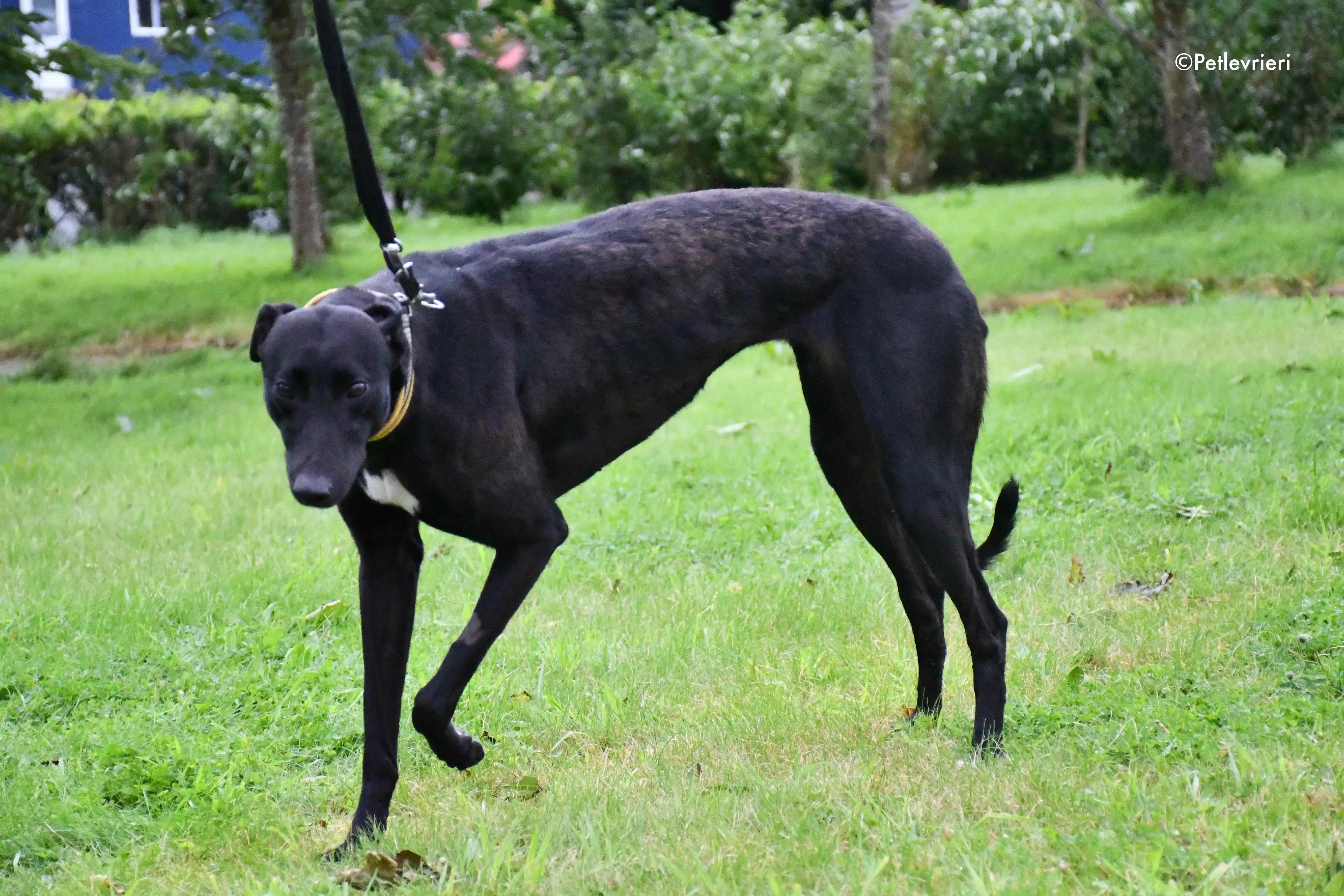 lily adozione levrieri greyhound 5