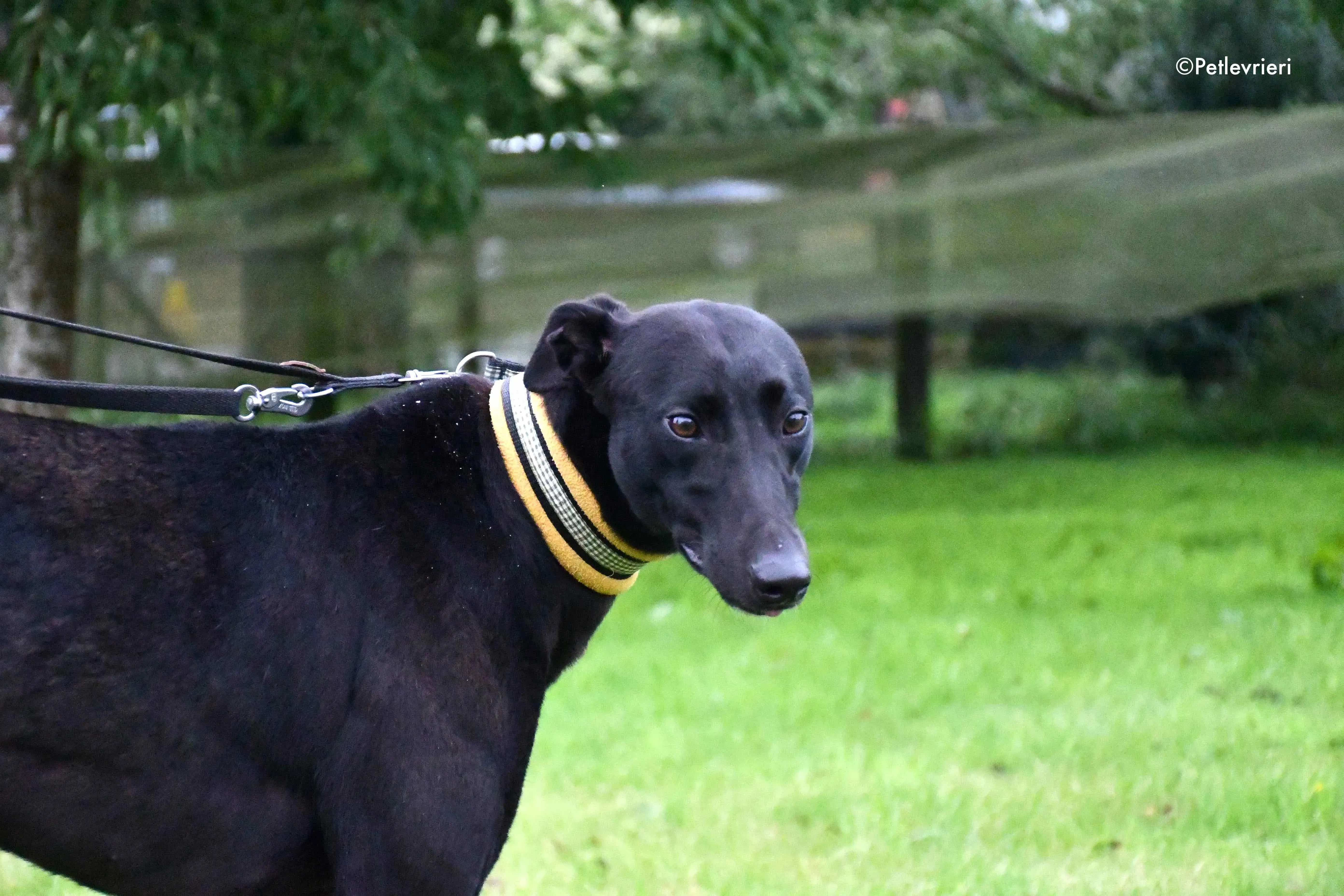 lily adozione levrieri greyhound 6