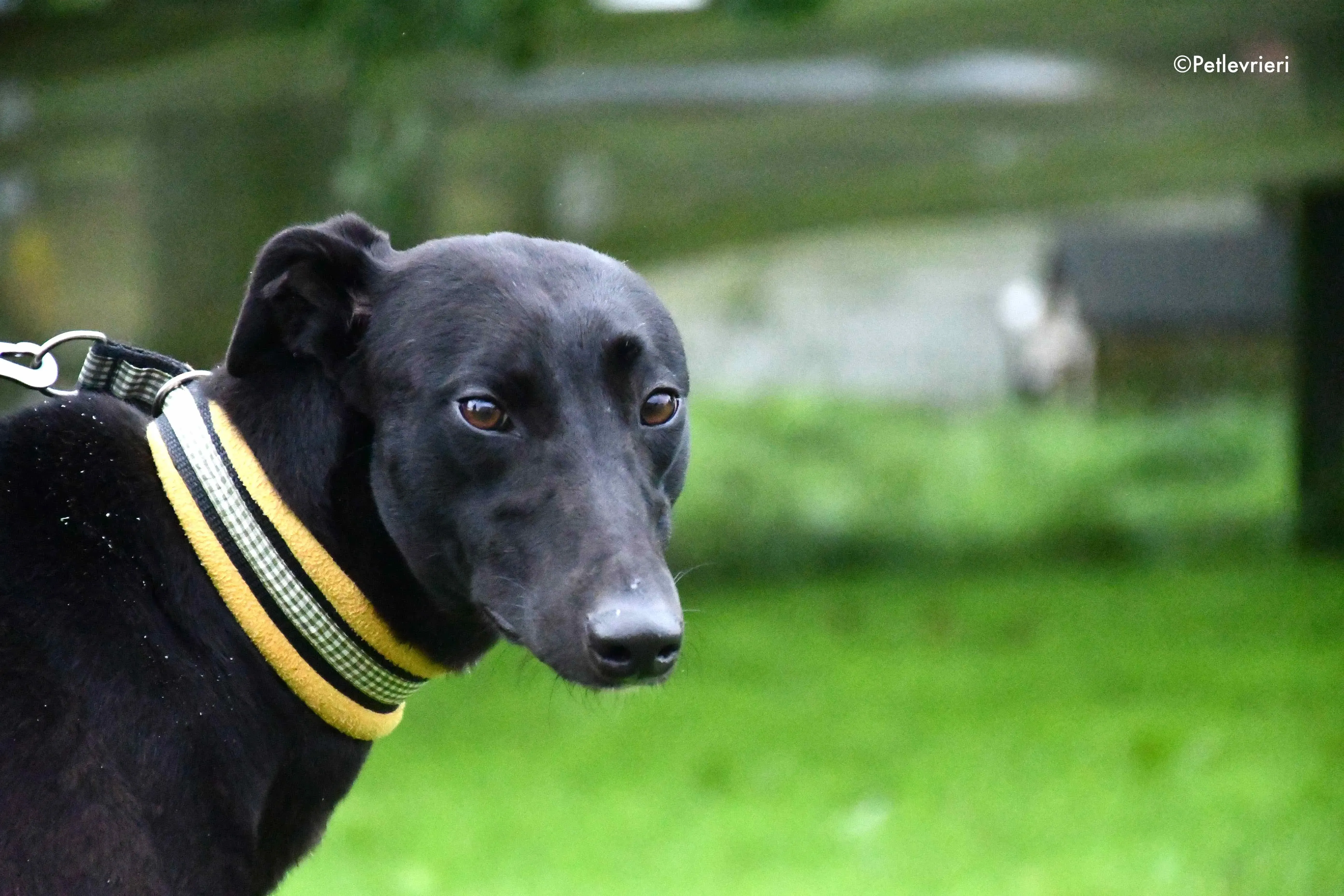 lily adozione levrieri greyhound 7