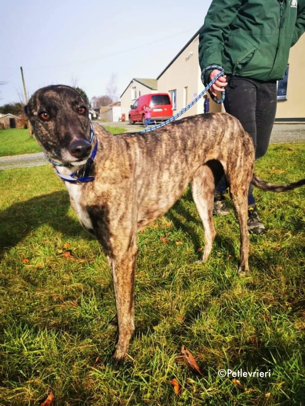 lily adozione levrieri greyhound 10