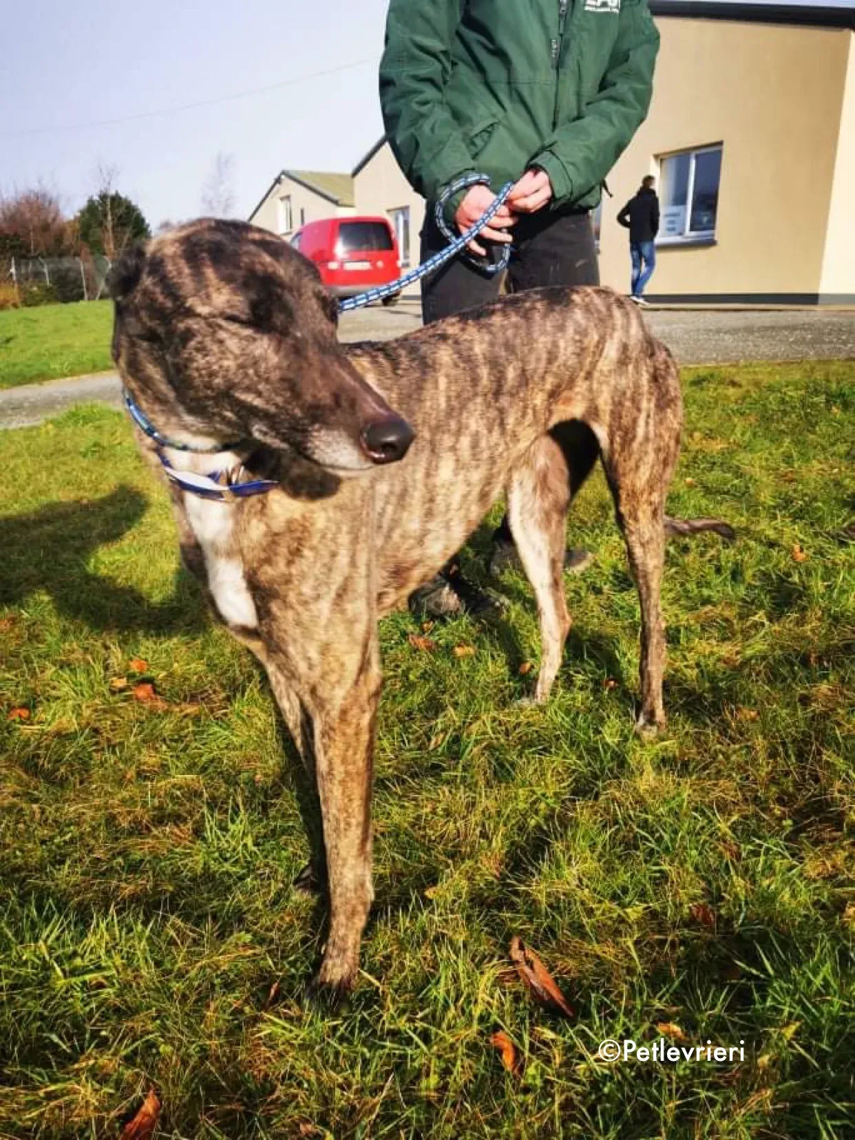 lily adozione levrieri greyhound 11