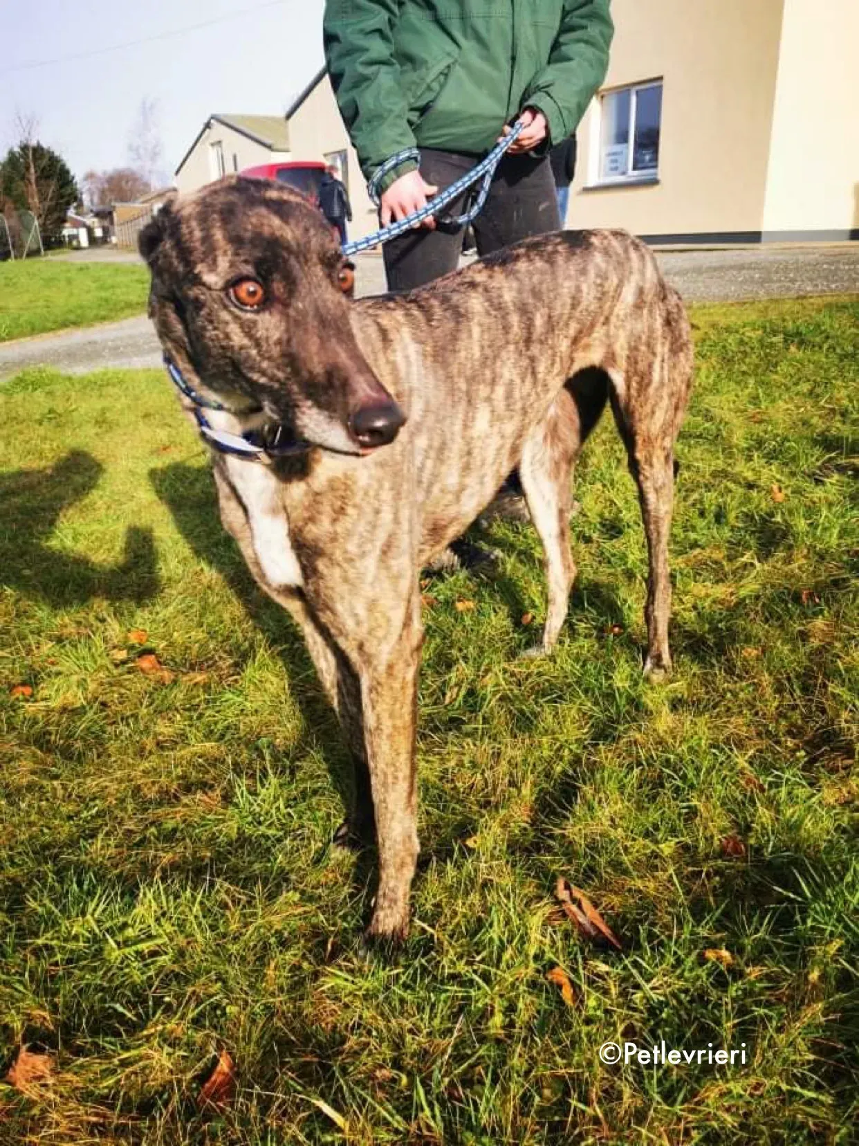 lily adozione levrieri greyhound 12