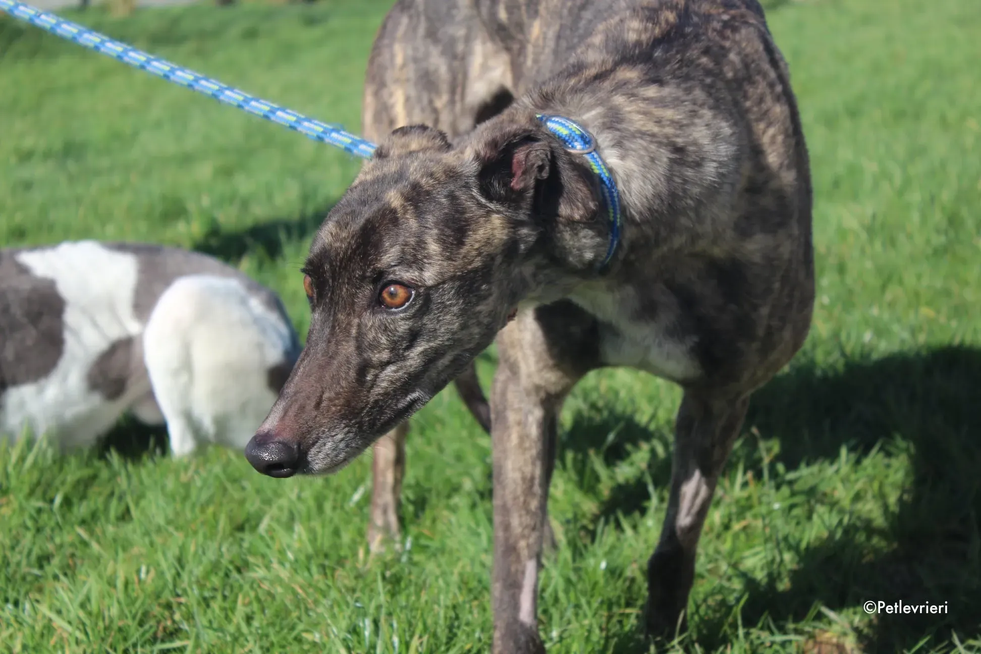 lily adozione levrieri greyhound 13