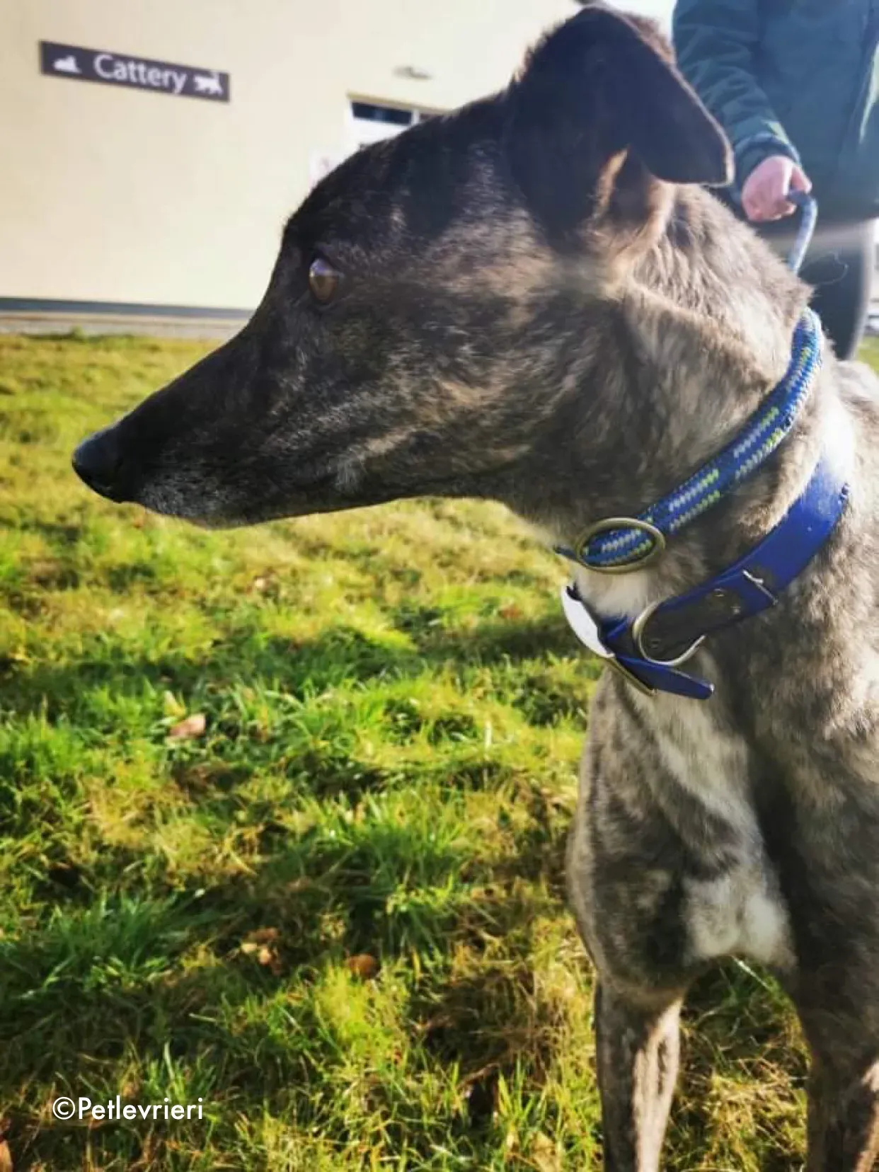 lily adozione levrieri greyhound 2