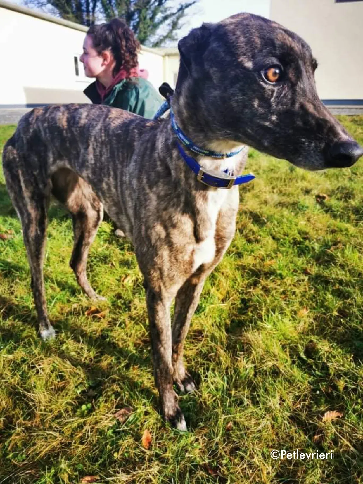 lily adozione levrieri greyhound 4