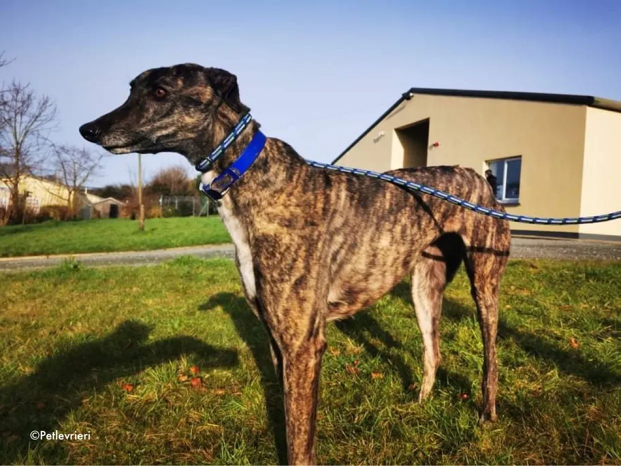 lily adozione levrieri greyhound 7
