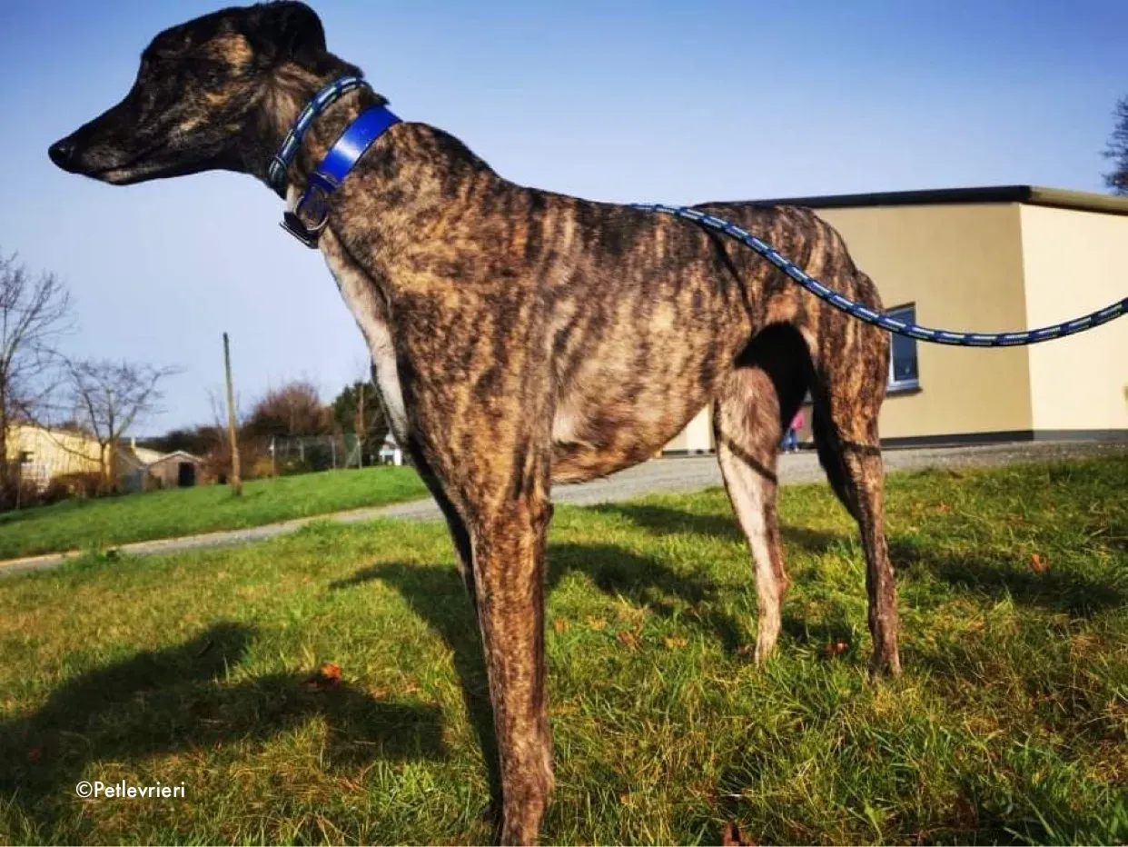 lily adozione levrieri greyhound 8