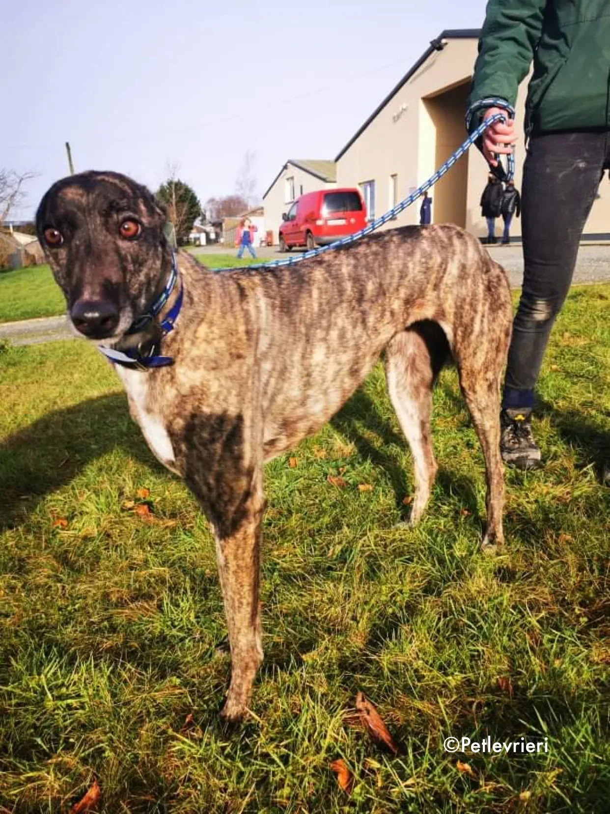 lily adozione levrieri greyhound 9