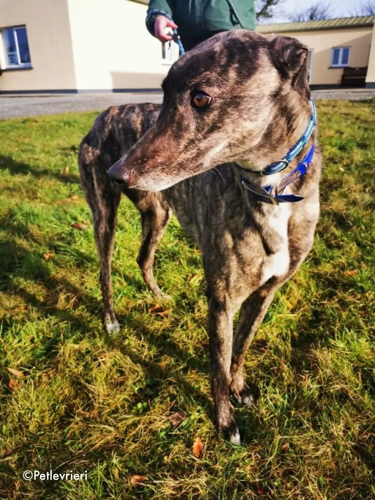 lily adozione levrieri greyhound 3