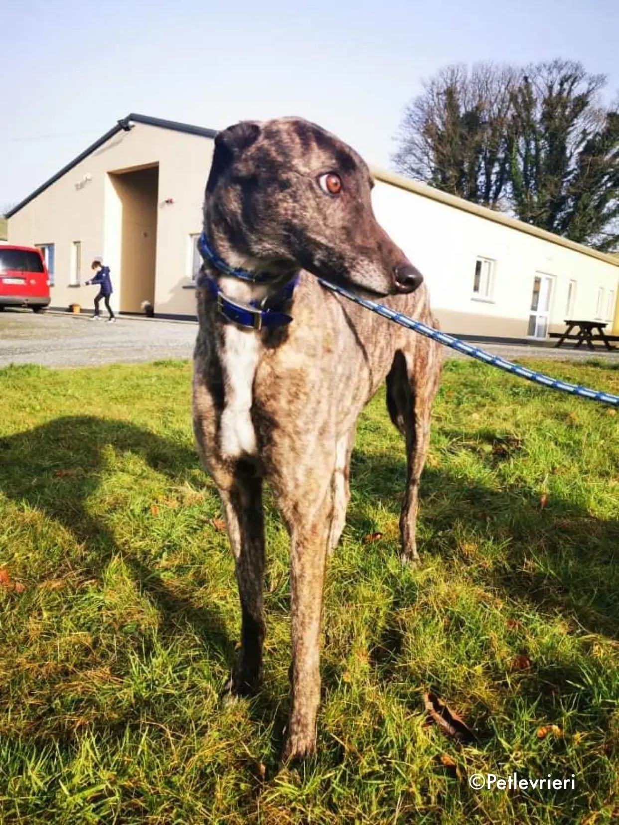 lily adozione levrieri greyhound 5