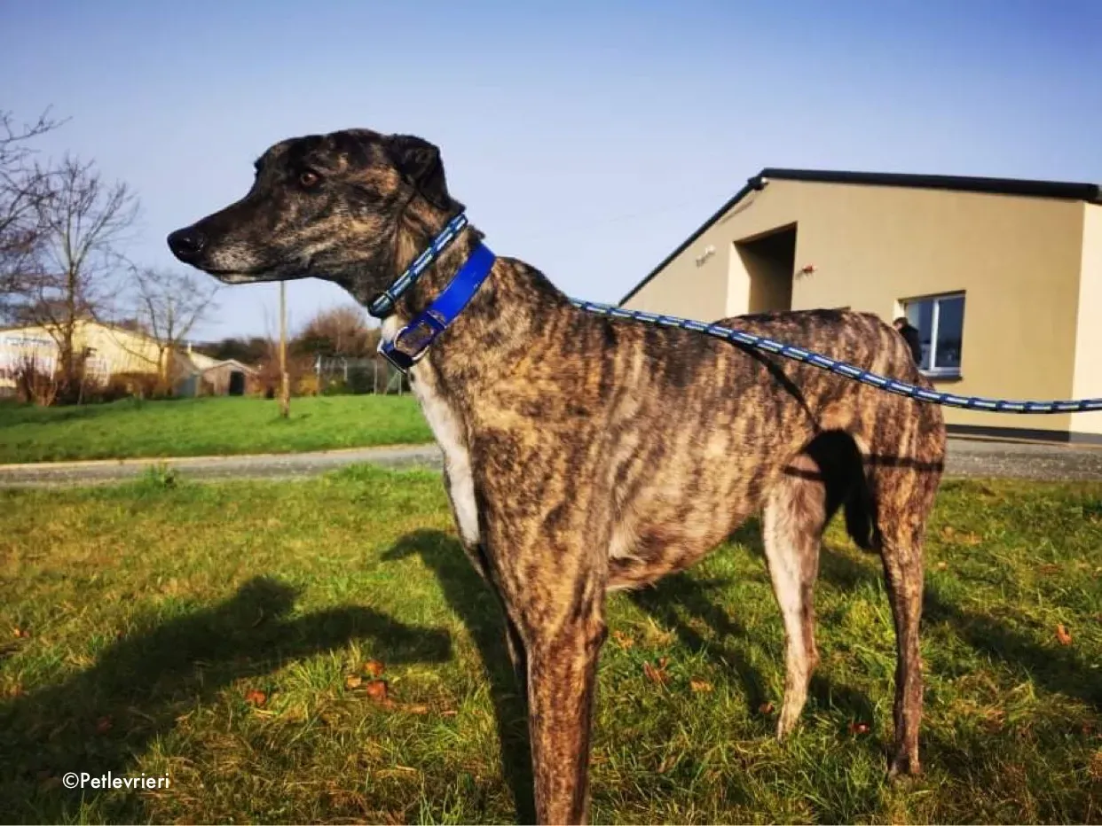 lily adozione levrieri greyhound 6