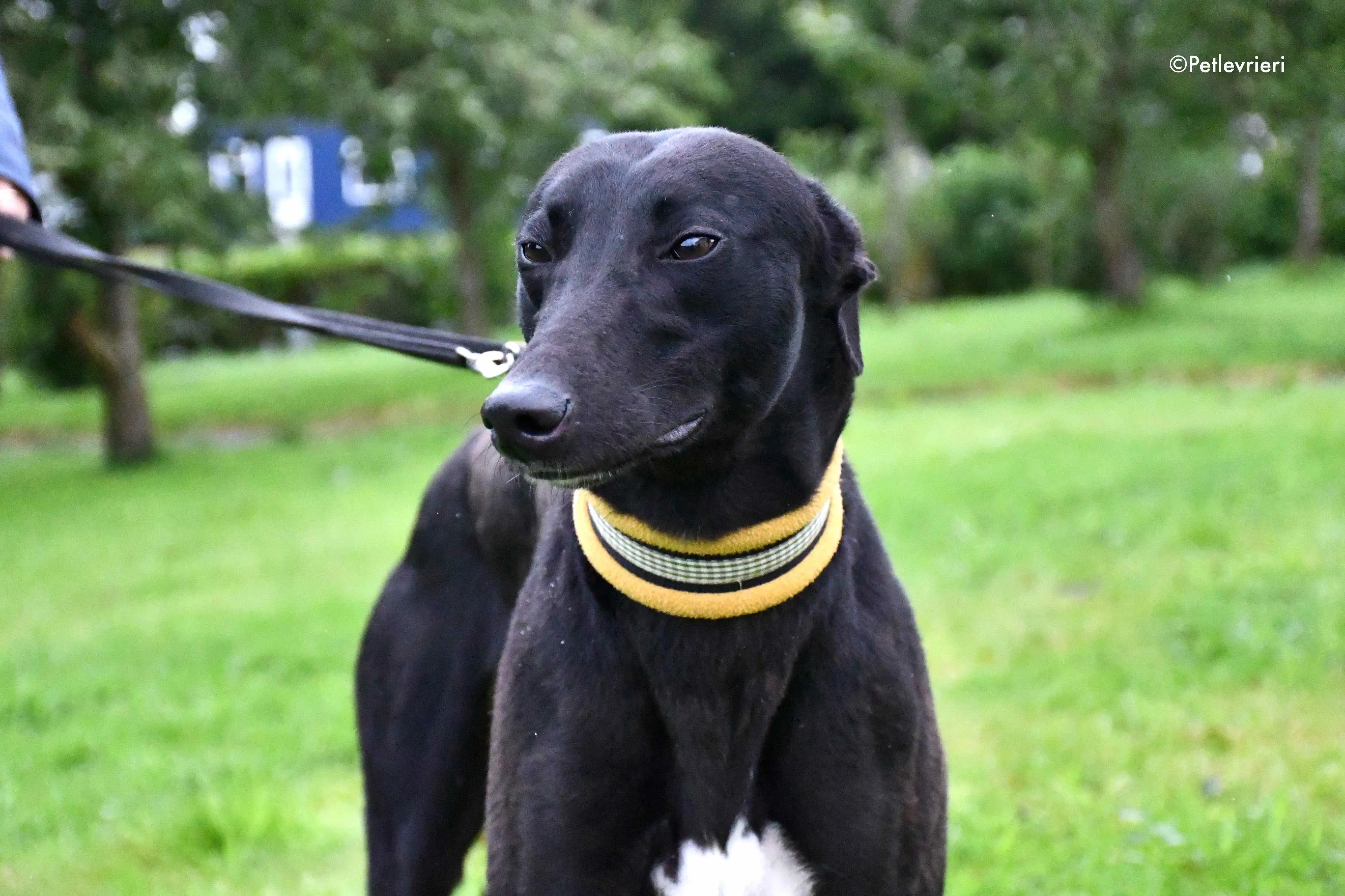 lily adozione levrieri greyhound 1