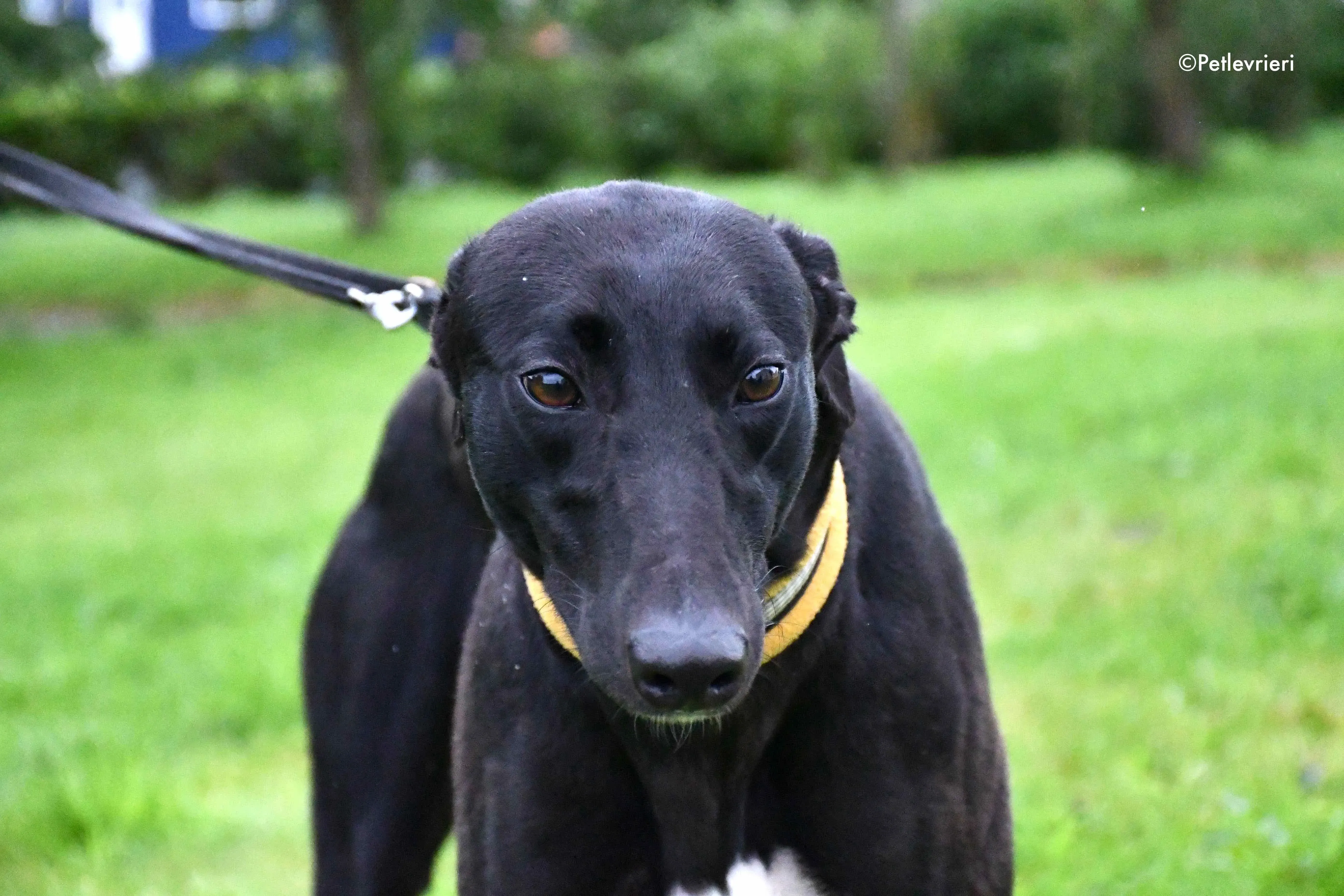 lily adozione levrieri greyhound 2