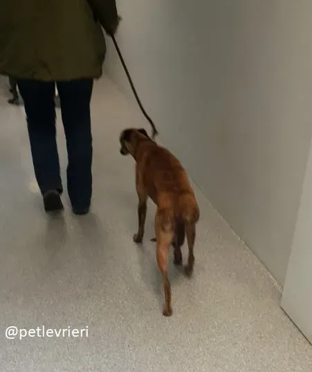 lily adozione whippet 2