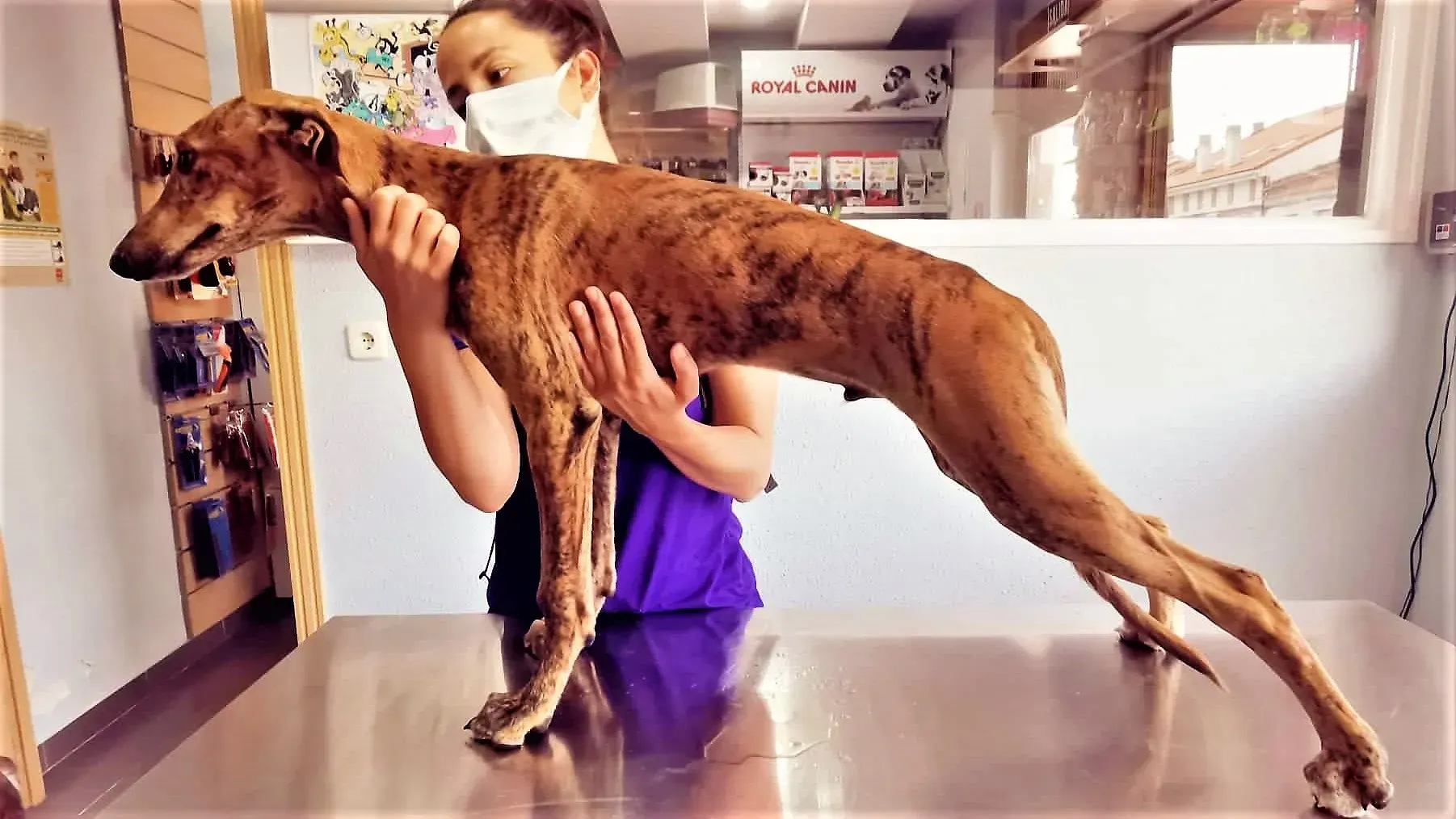 limon ADOZIONE LEVRIERI.GALGO 4 1