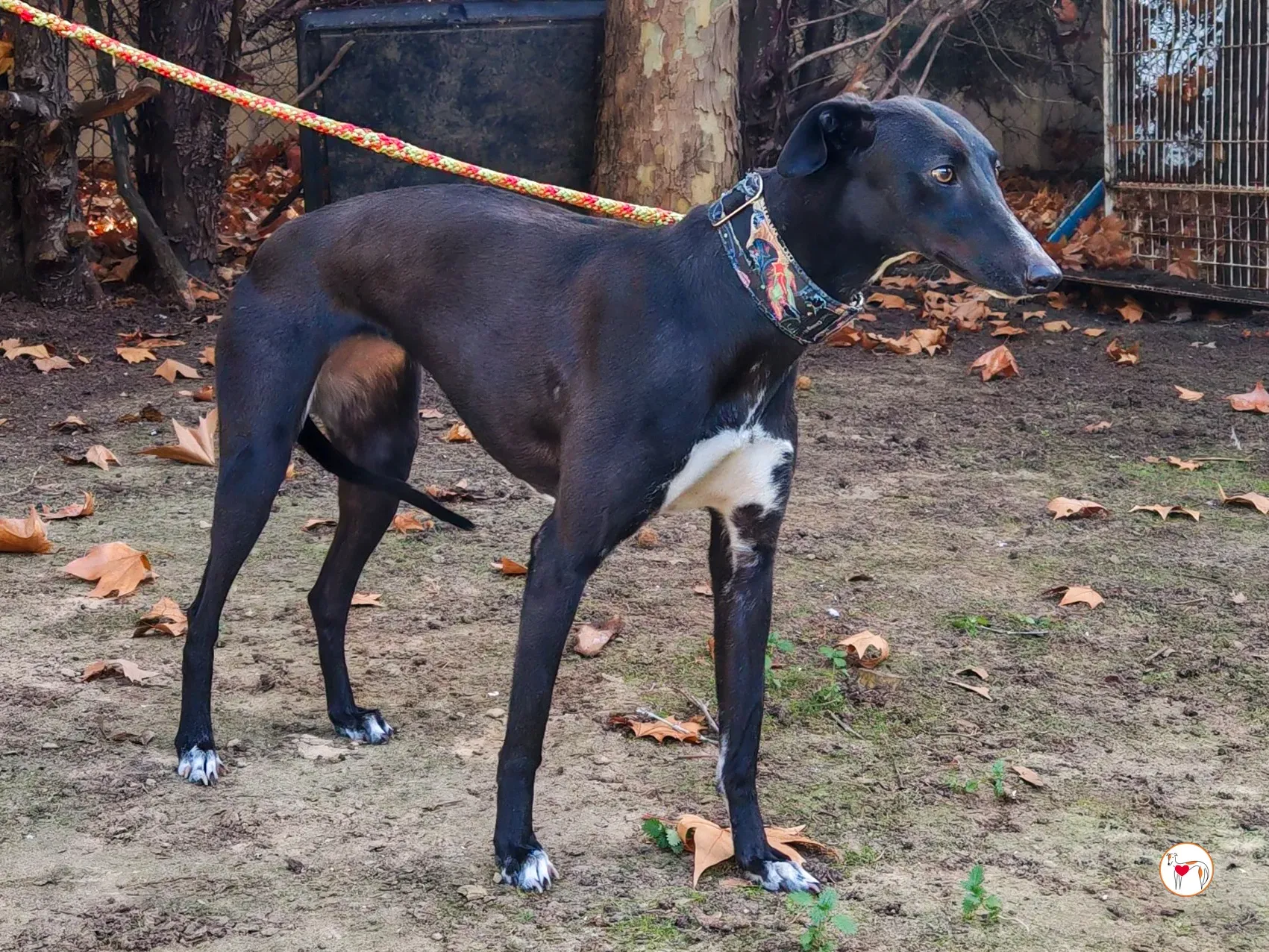 lina galgo adozione 01