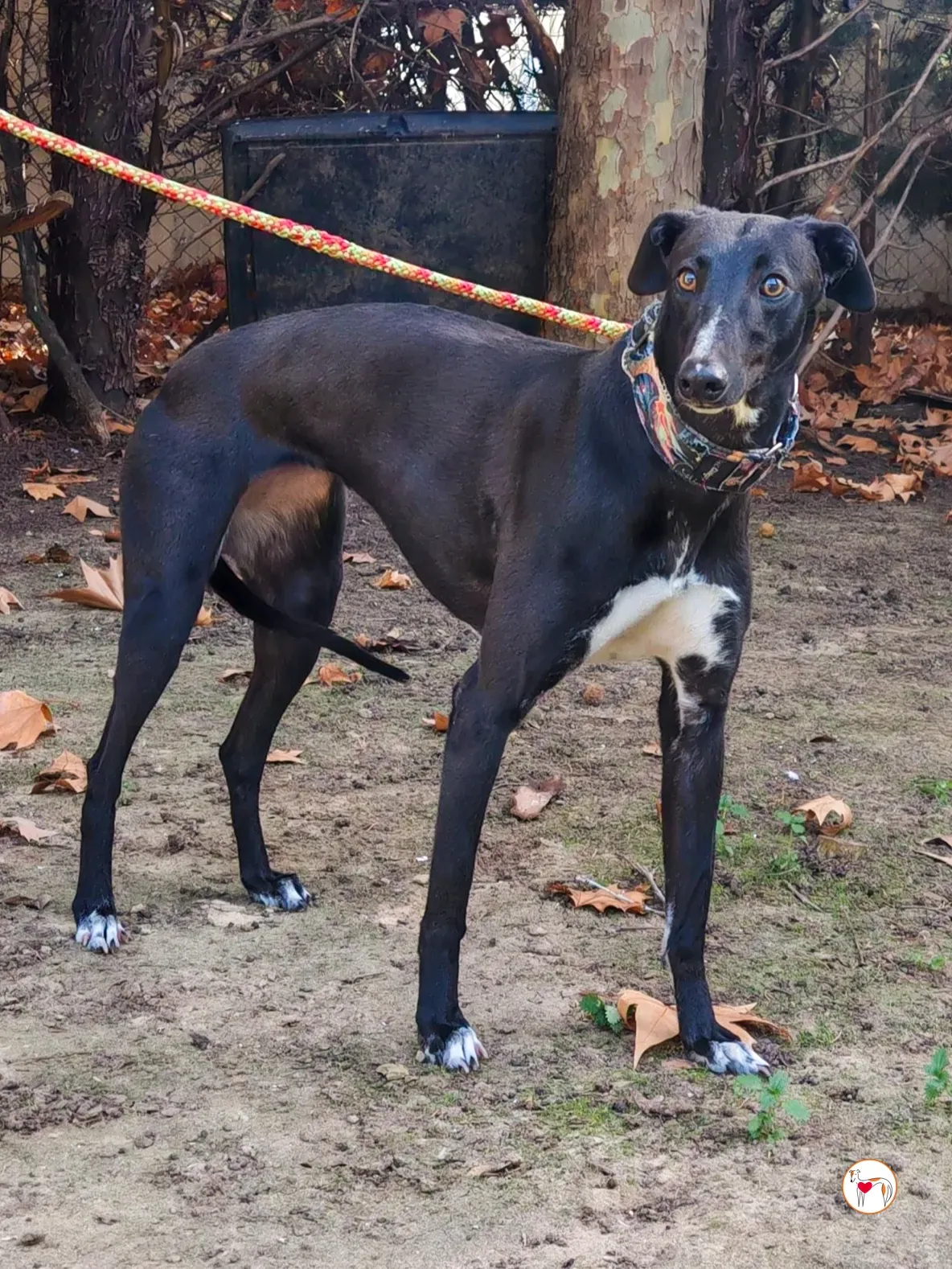 lina galgo adozione 02