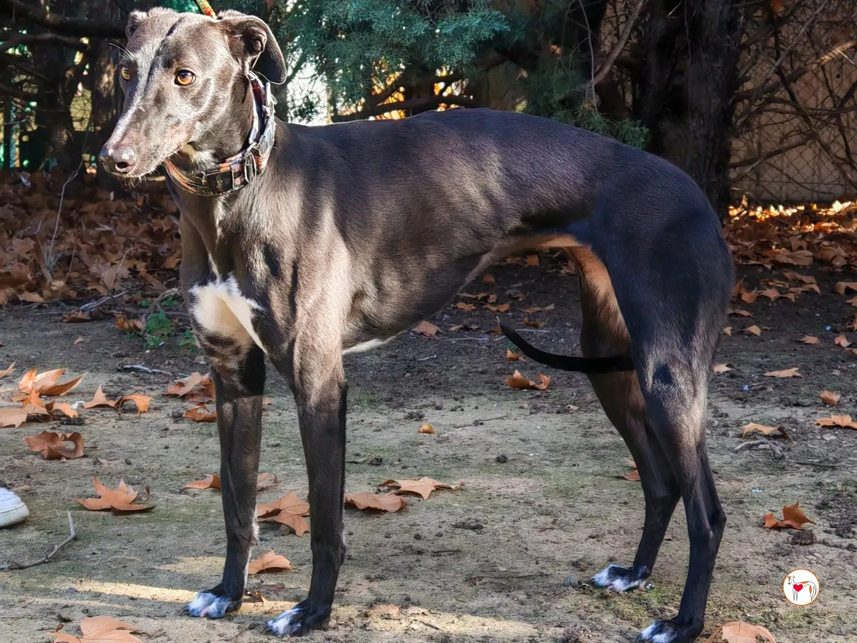 lina galgo adozione 03