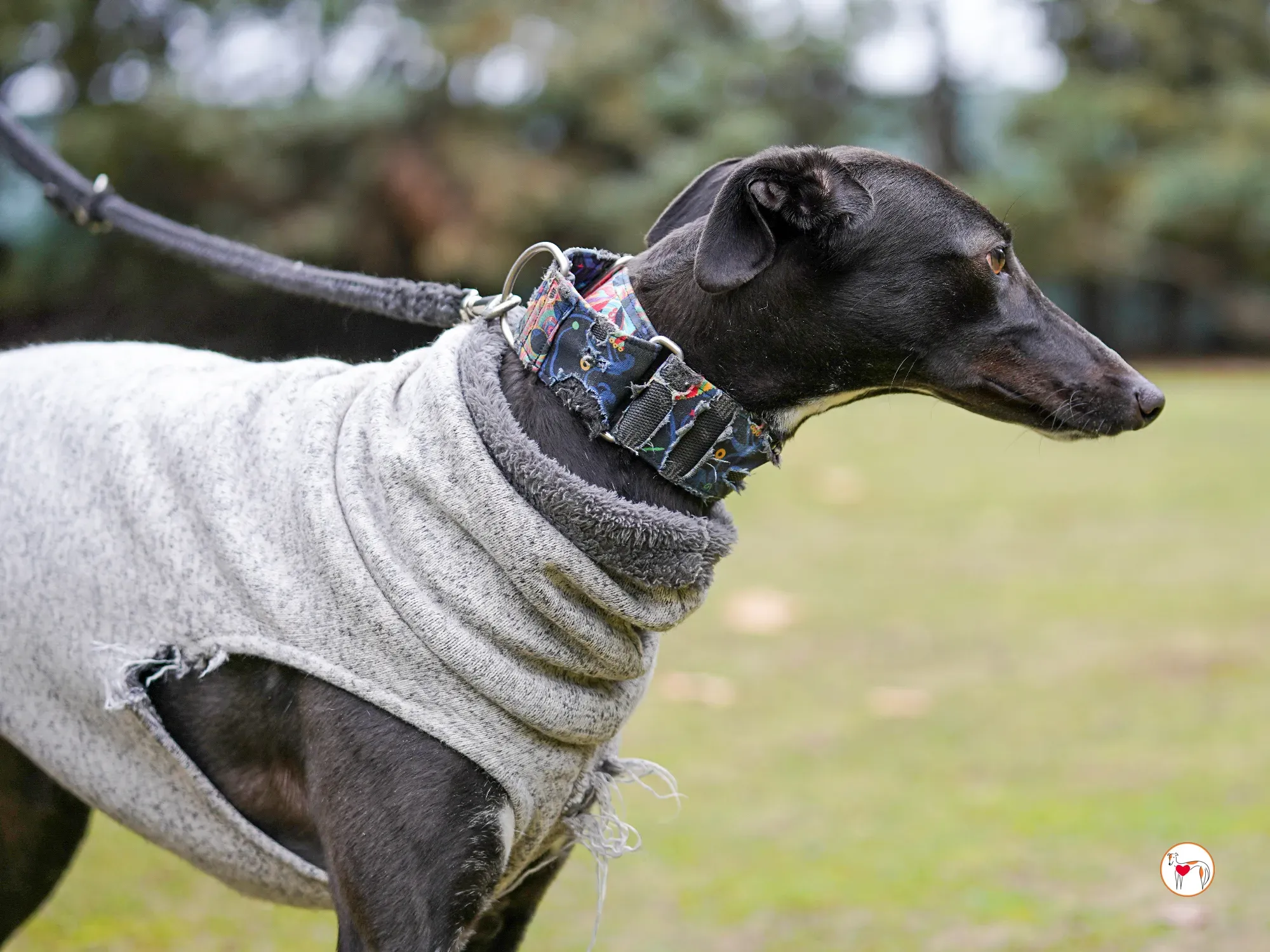 lina galgo adozione 04