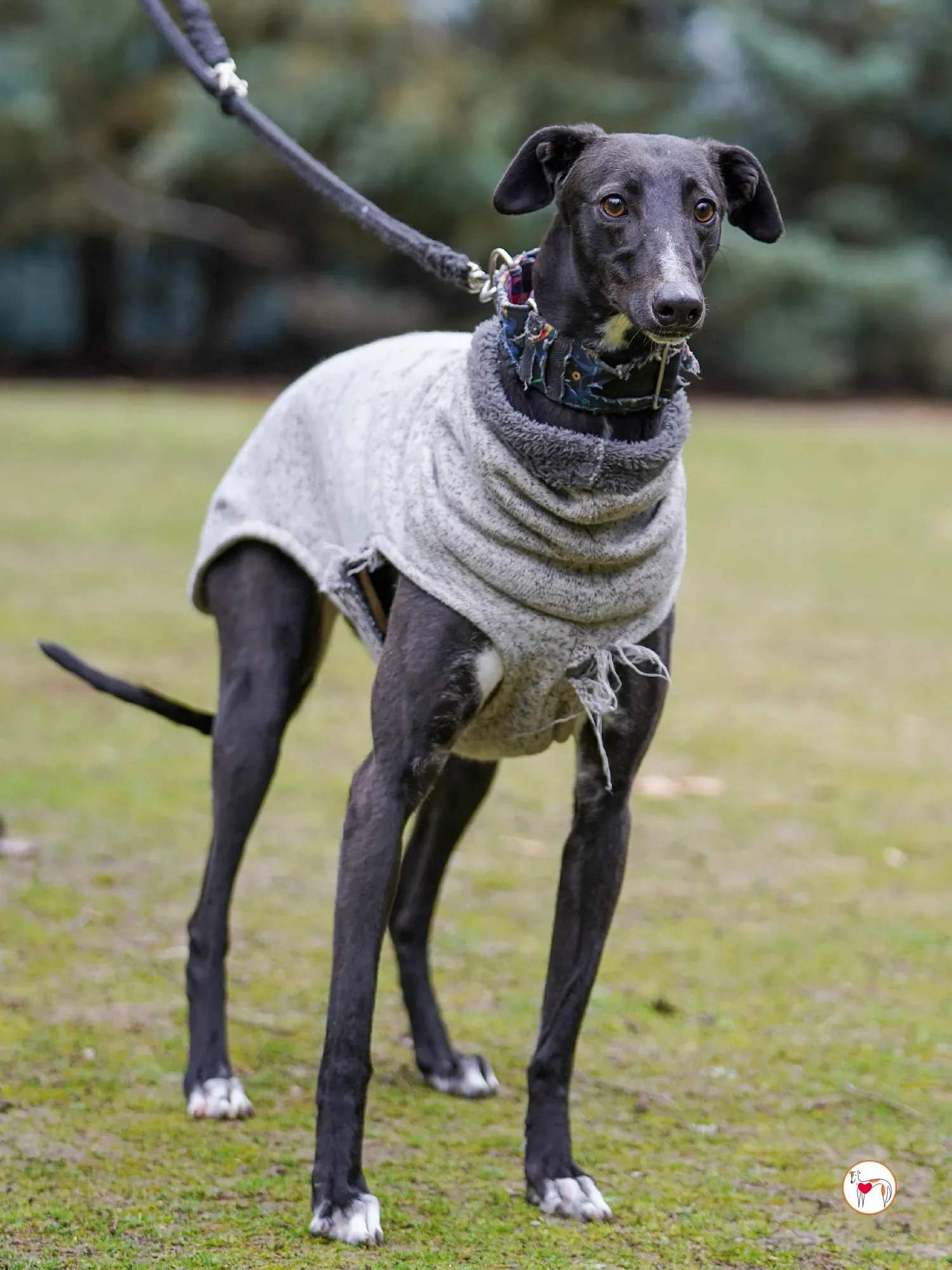 lina galgo adozione 05