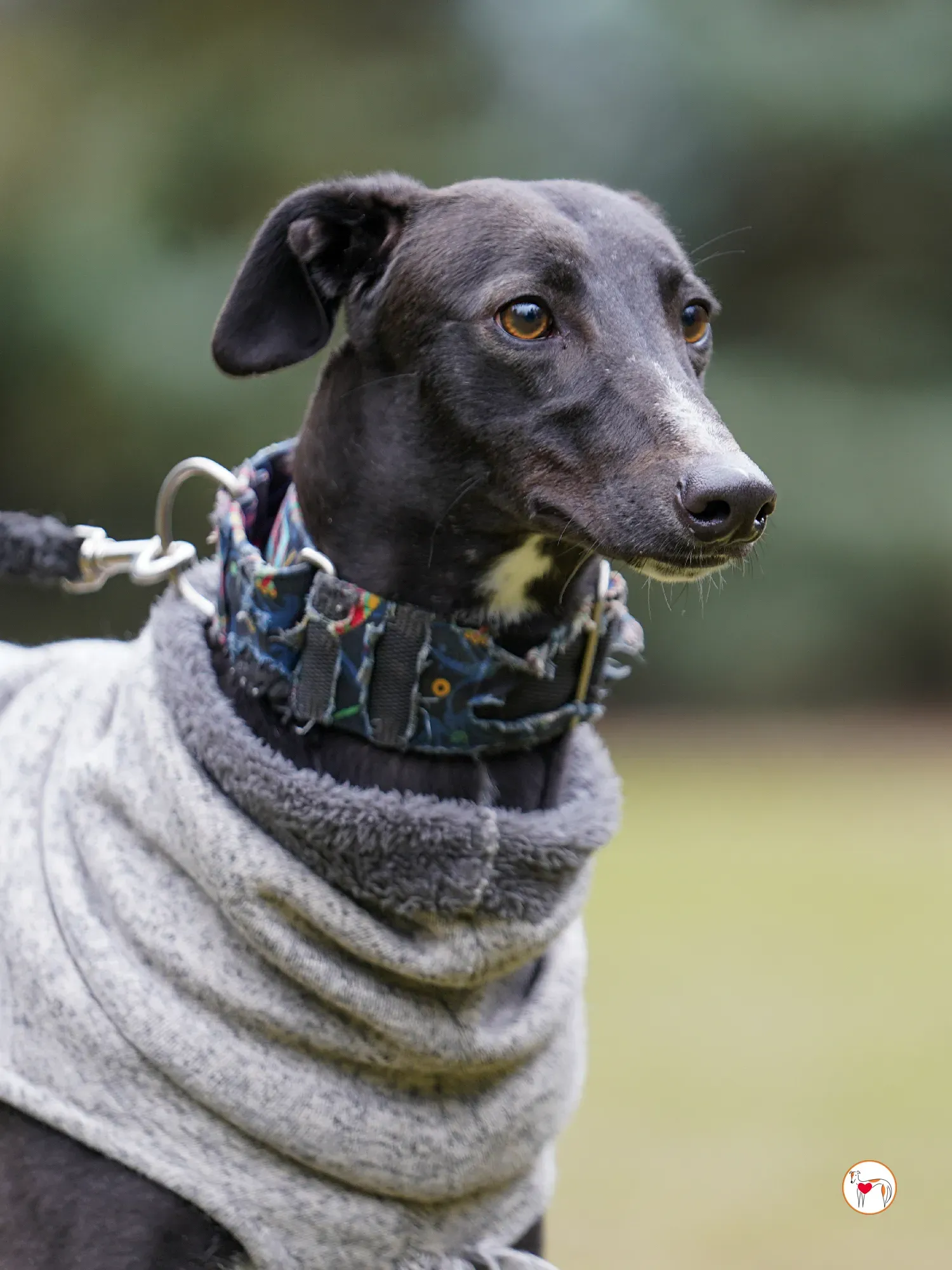 lina galgo adozione 06