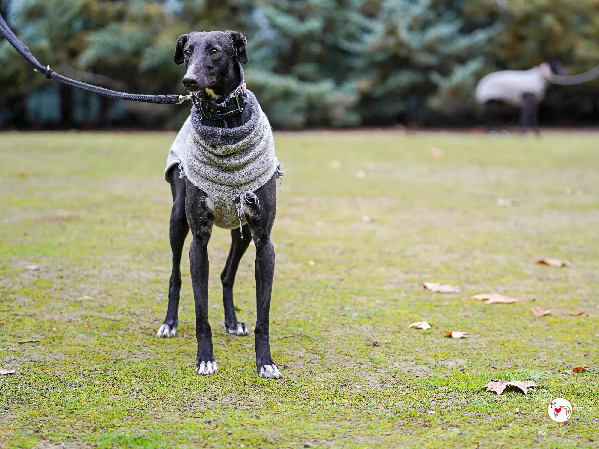 lina galgo adozione 07