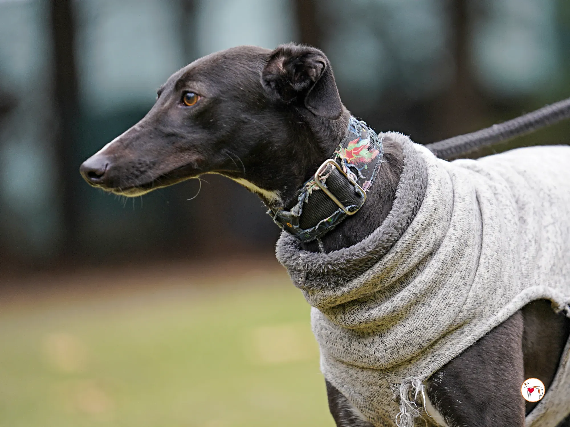 lina galgo adozione 08