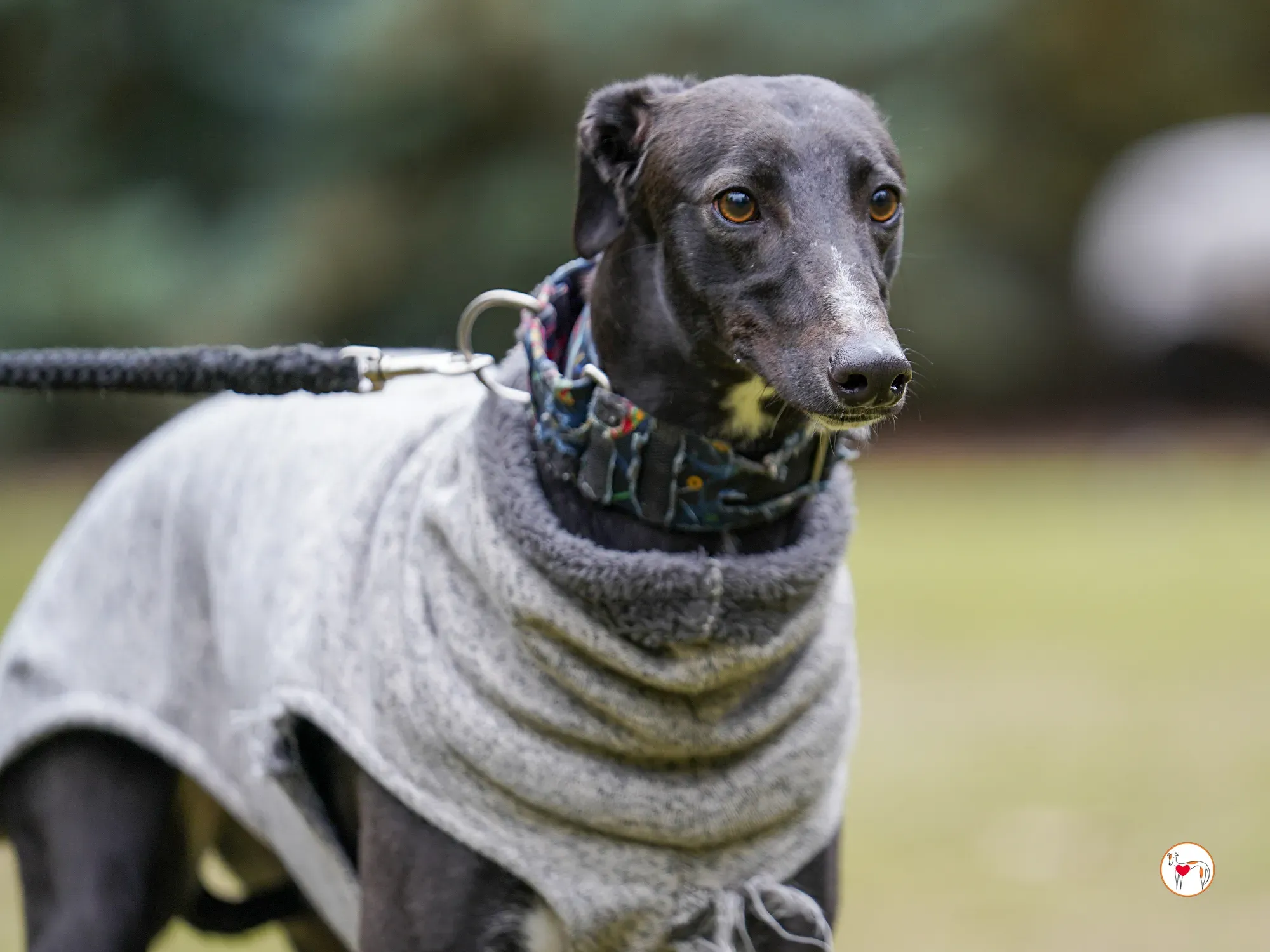 lina galgo adozione 09