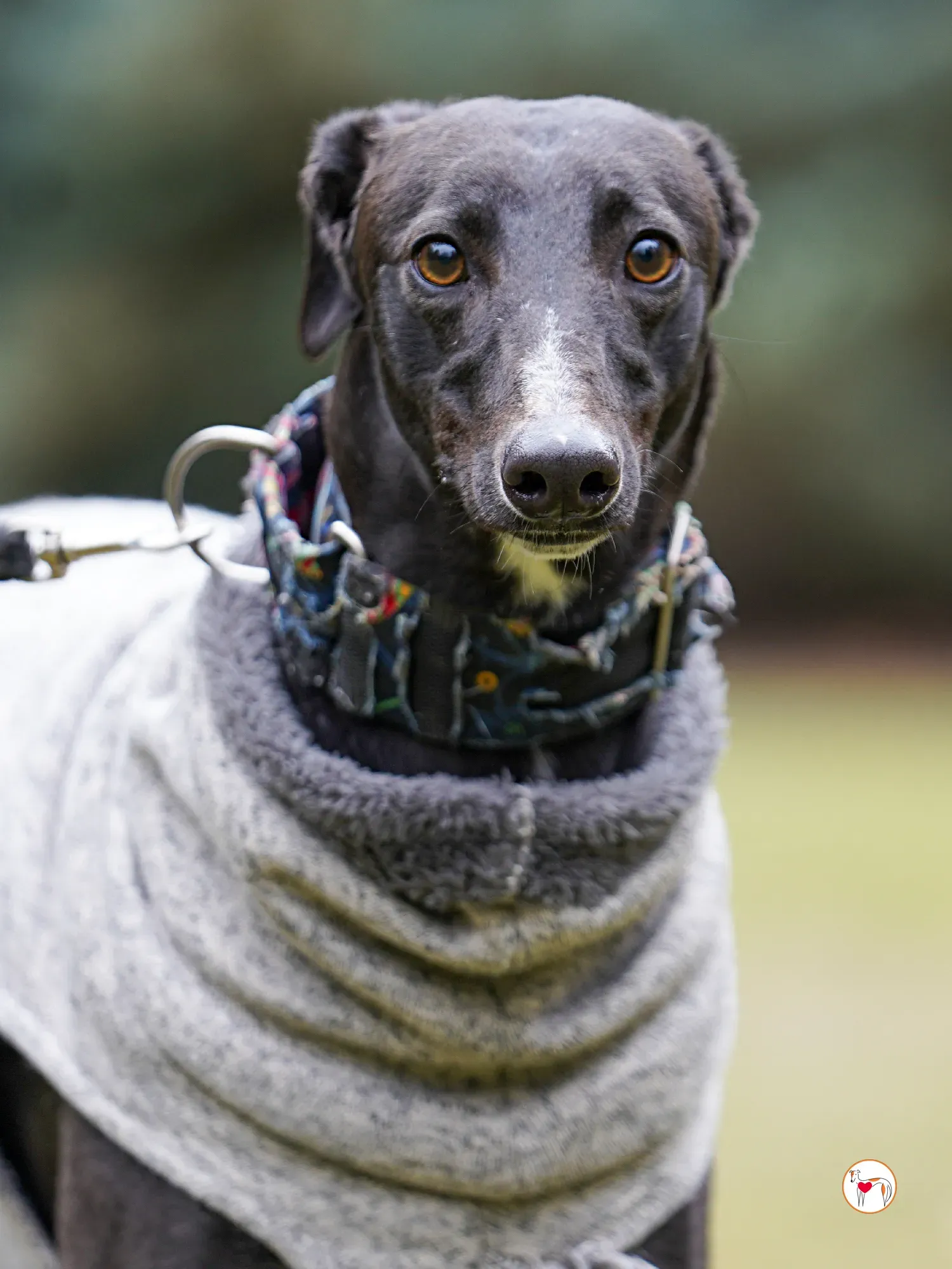 lina galgo adozione 10