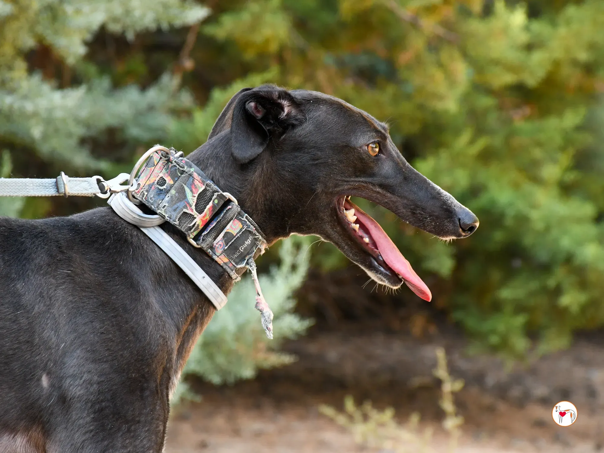 lina galgo adozione 11