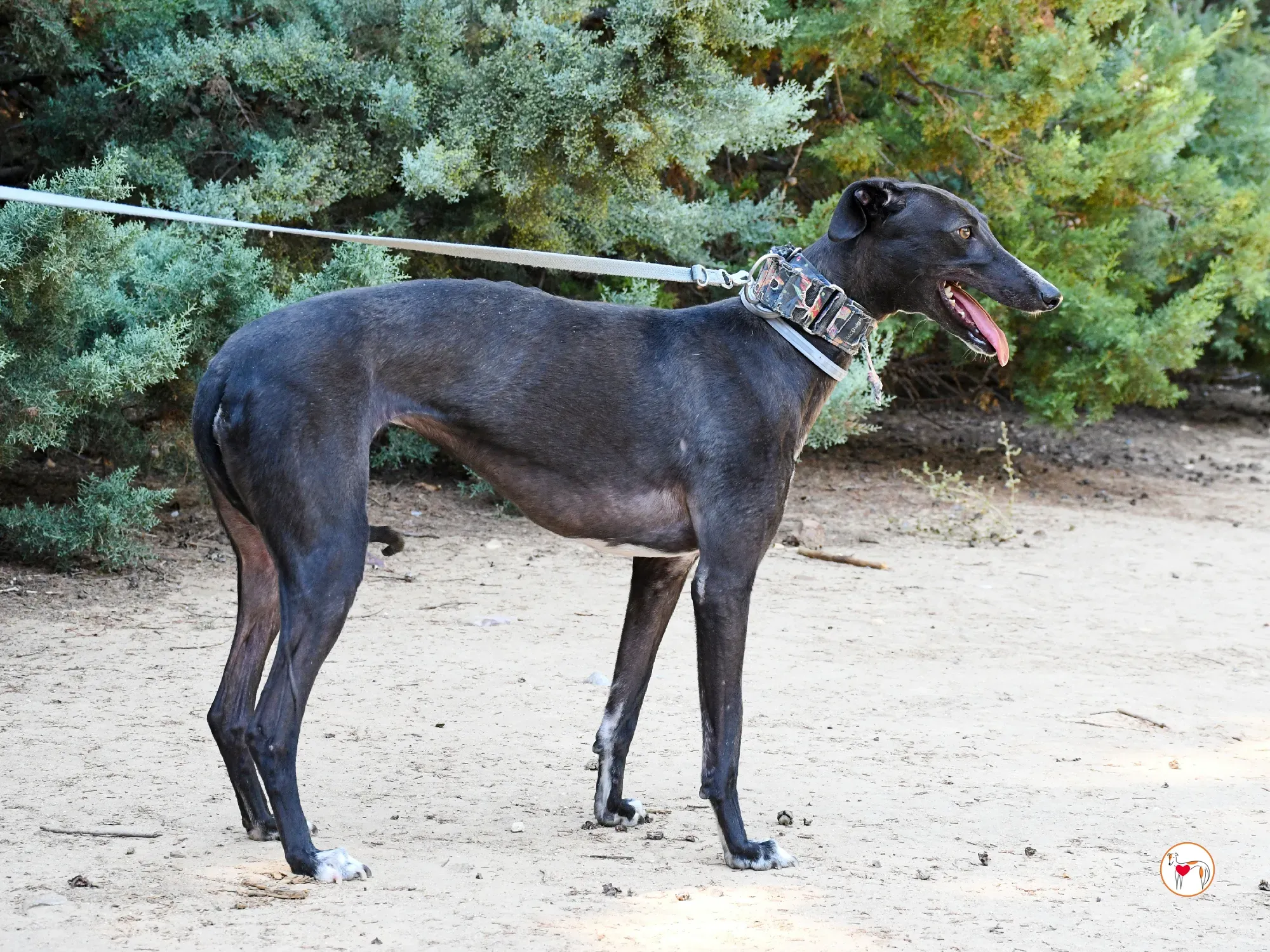 lina galgo adozione 12