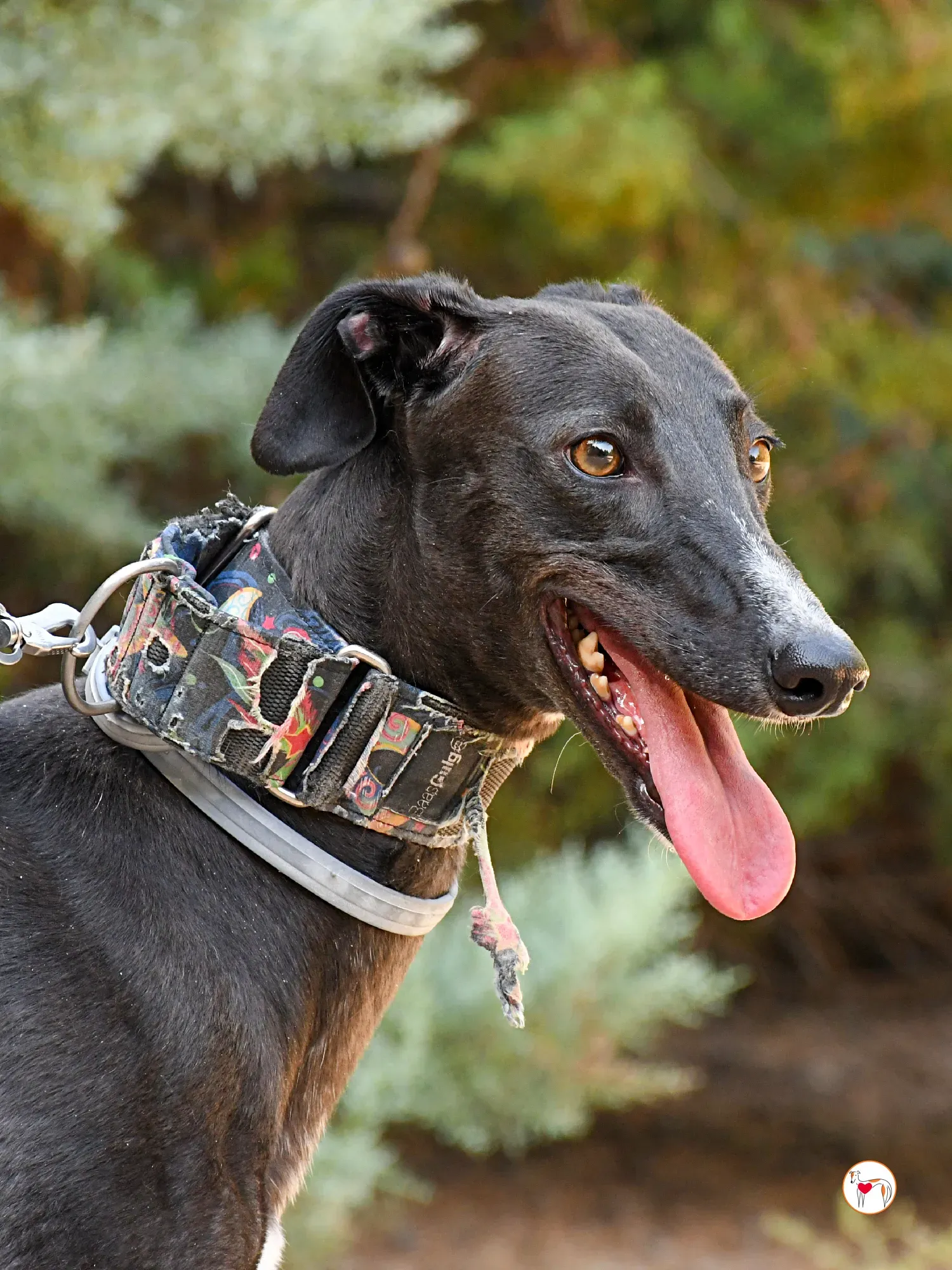 lina galgo adozione 13