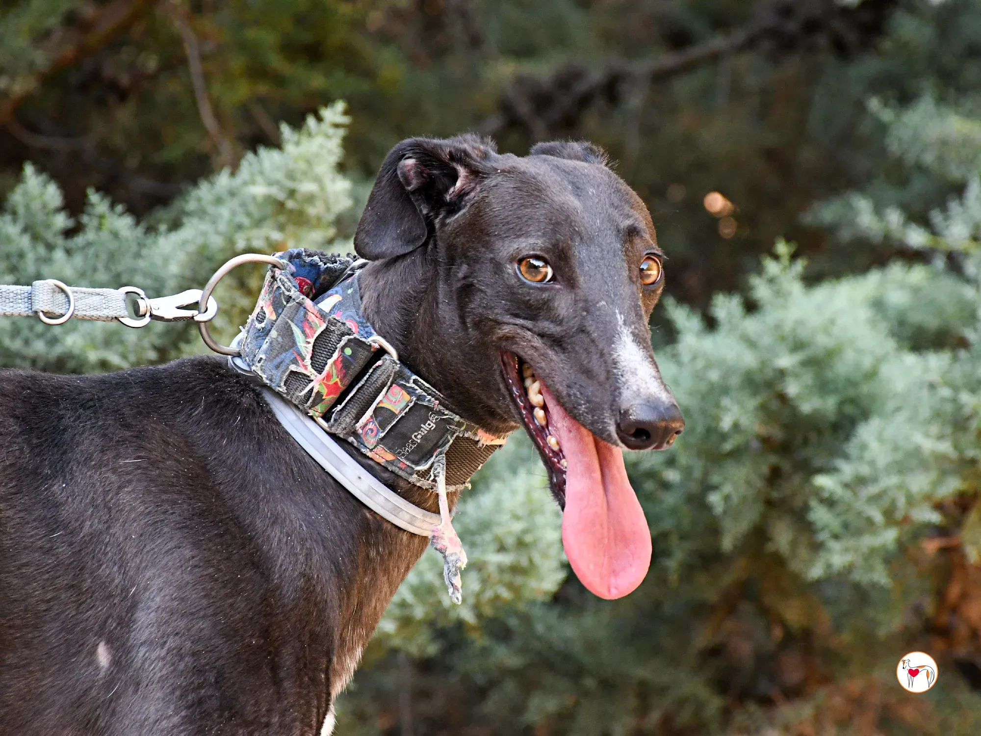 lina galgo adozione 14