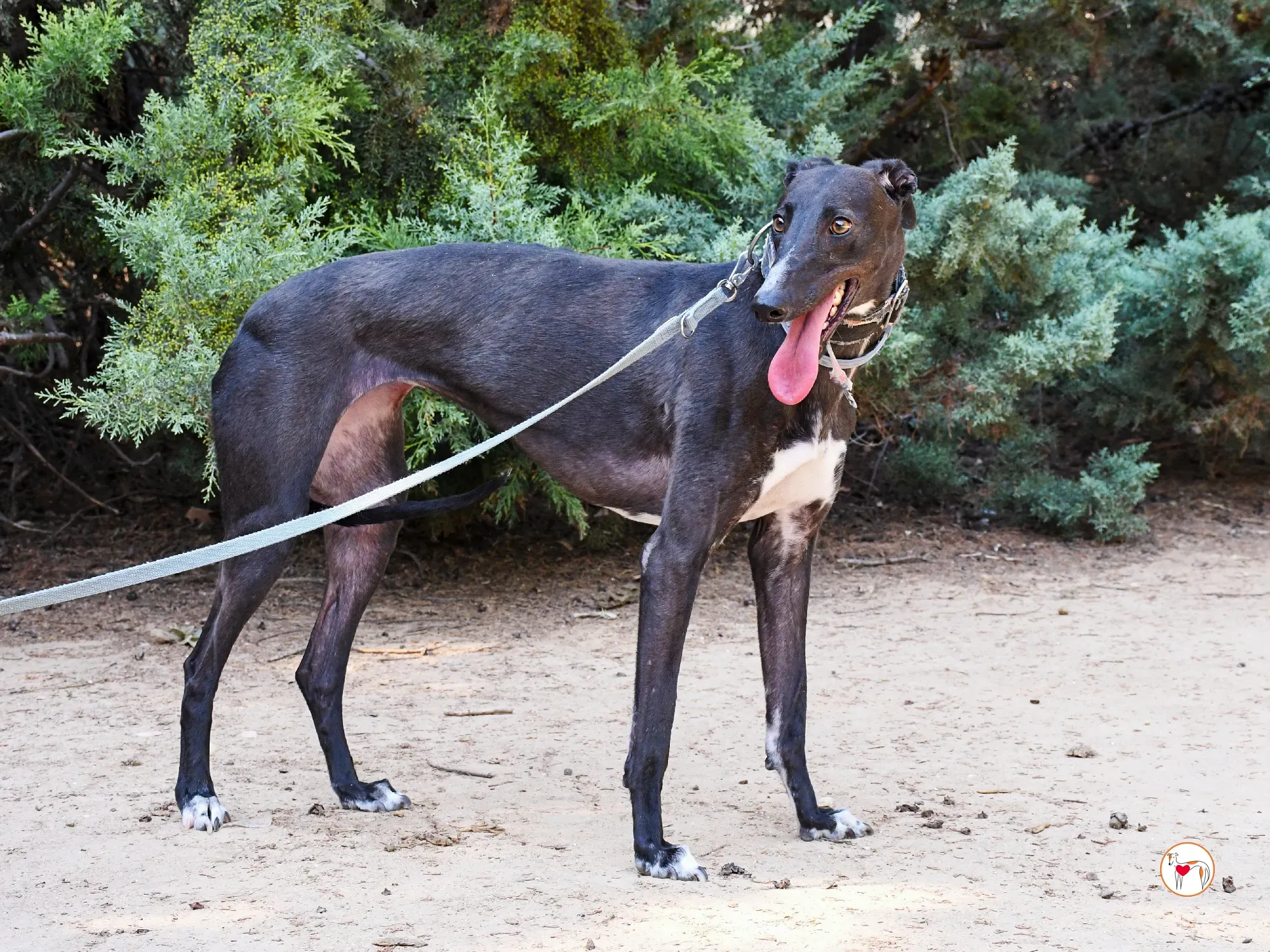 lina galgo adozione 15