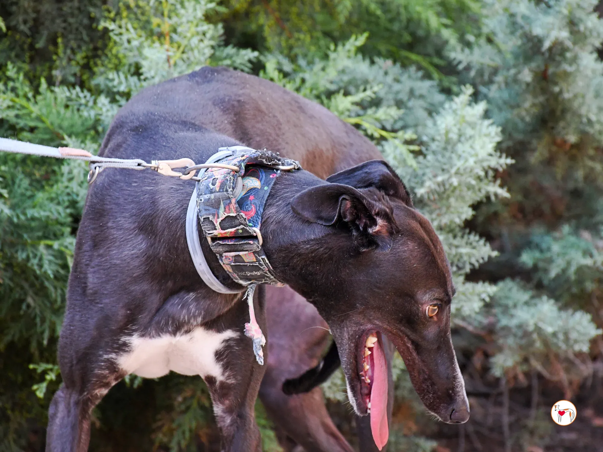 lina galgo adozione 16