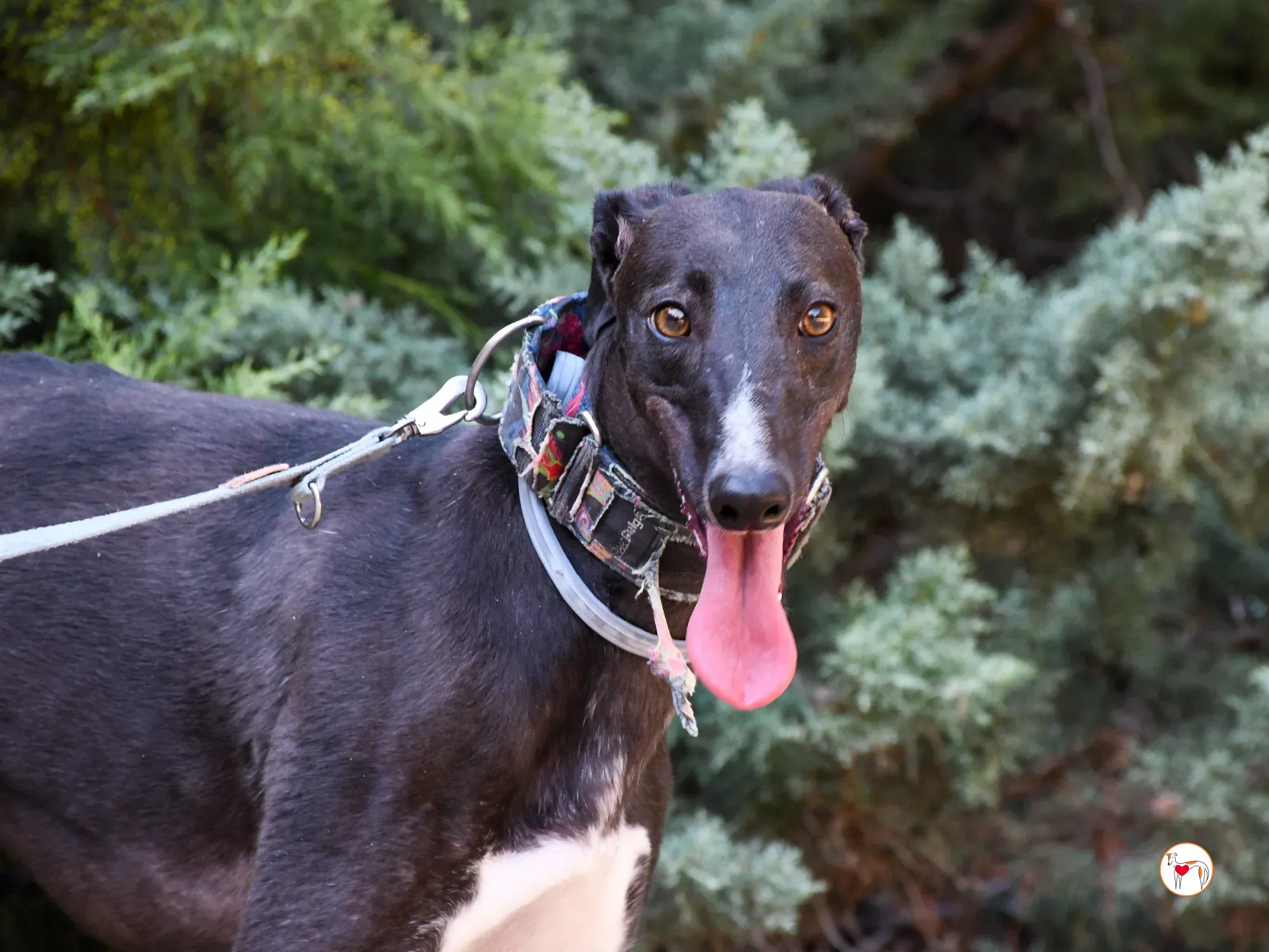 lina galgo adozione 17