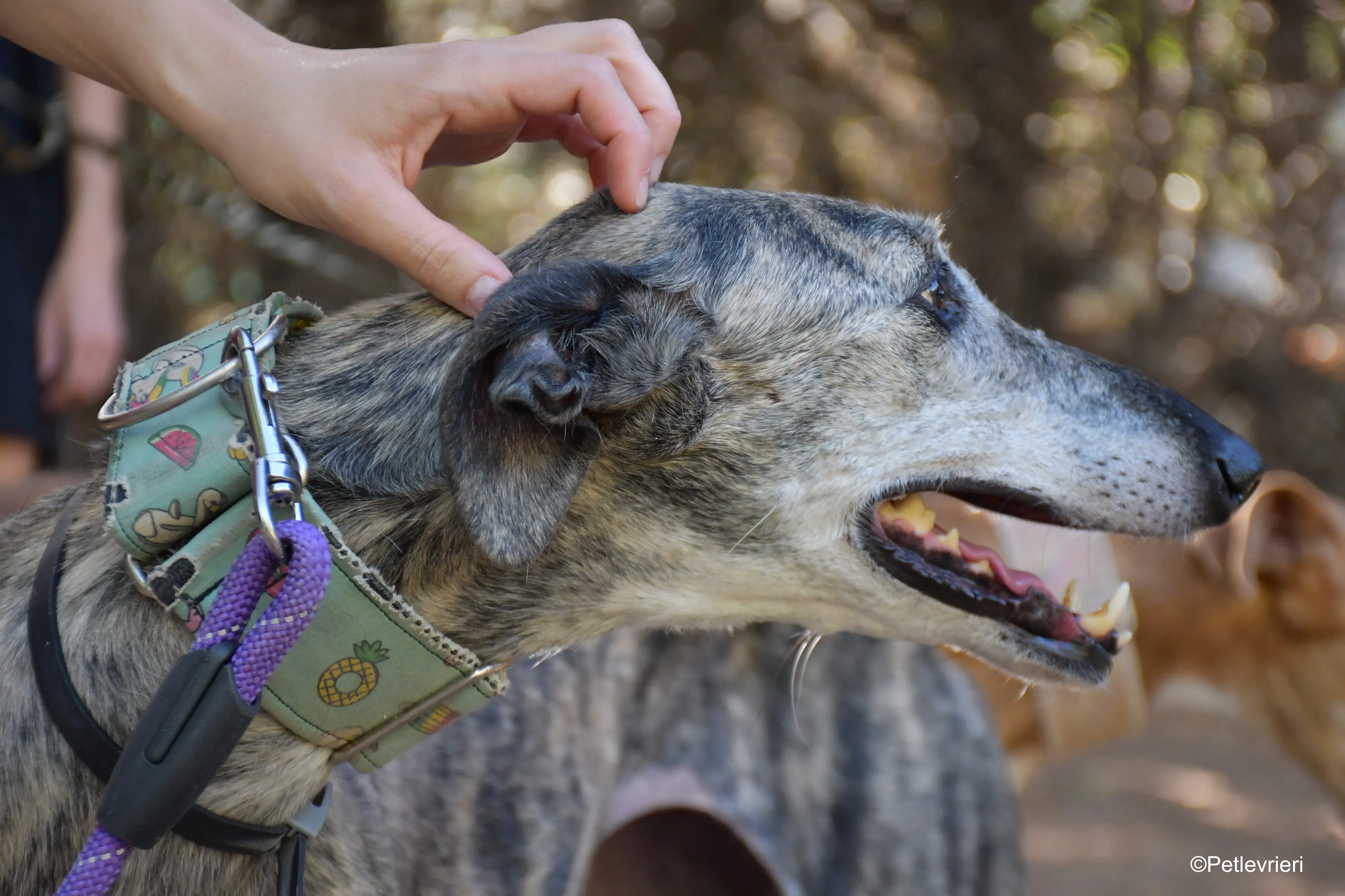 linda adozione levrieri galgo 1