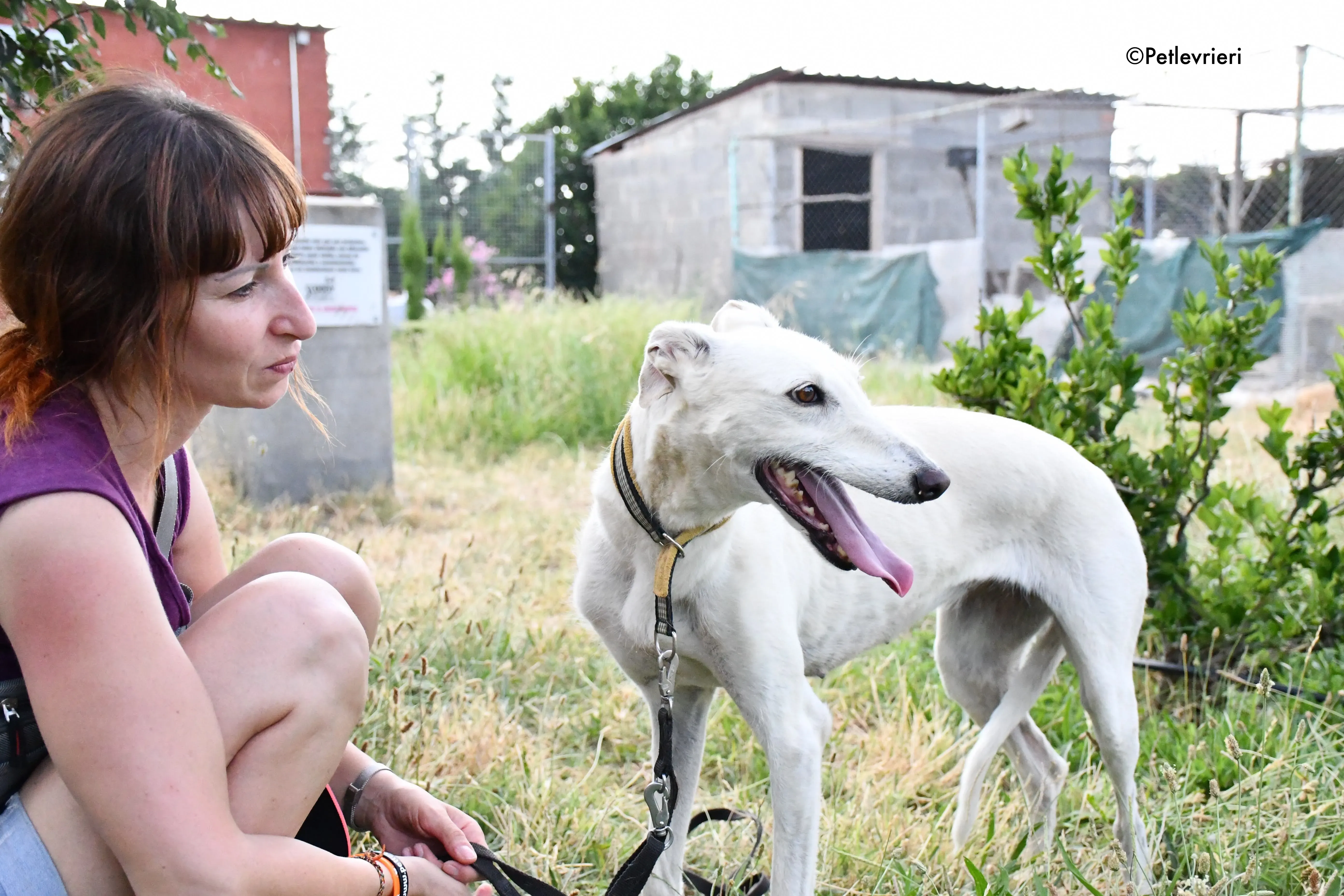 linda adozione levrieri galgo 12