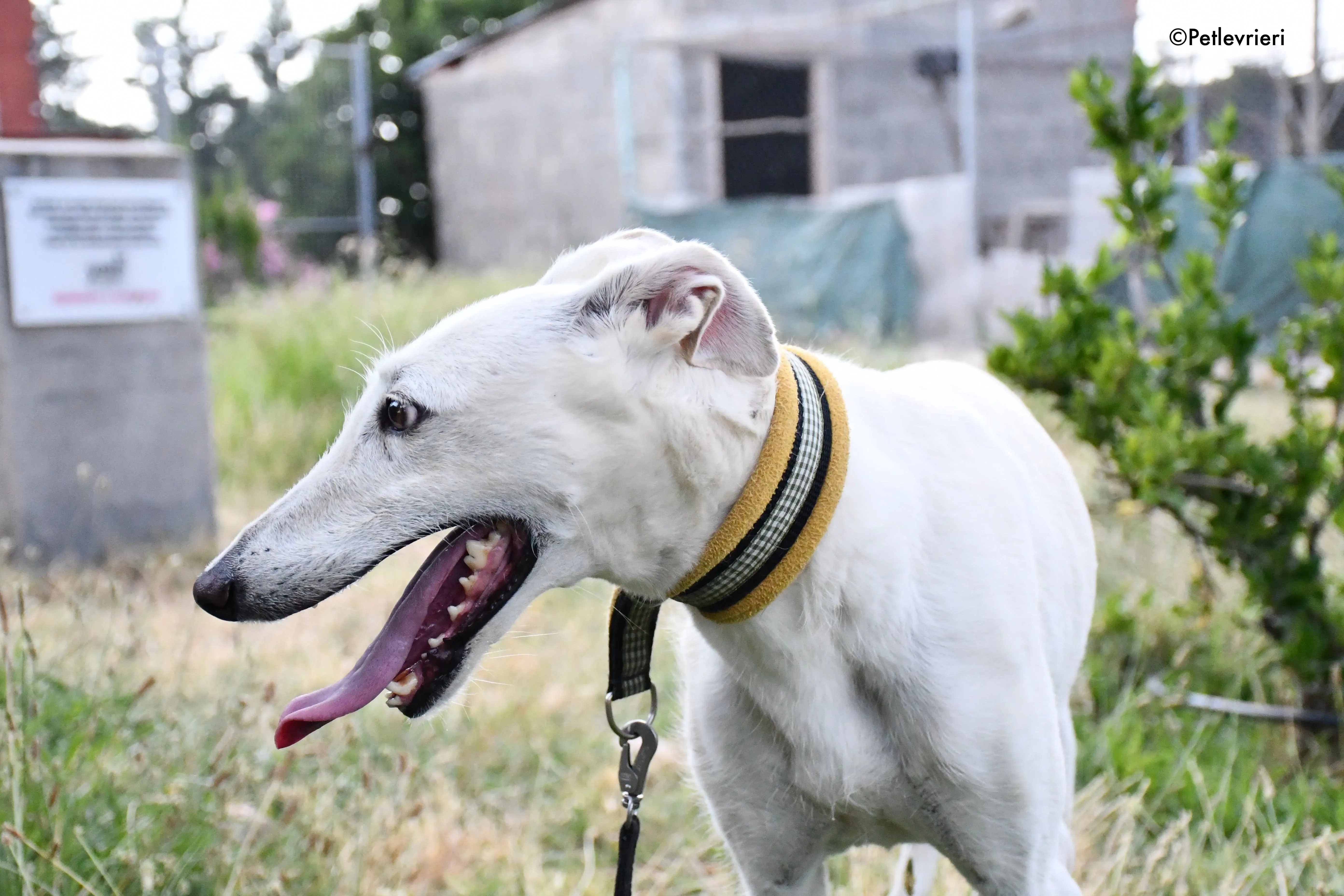 linda adozione levrieri galgo 13